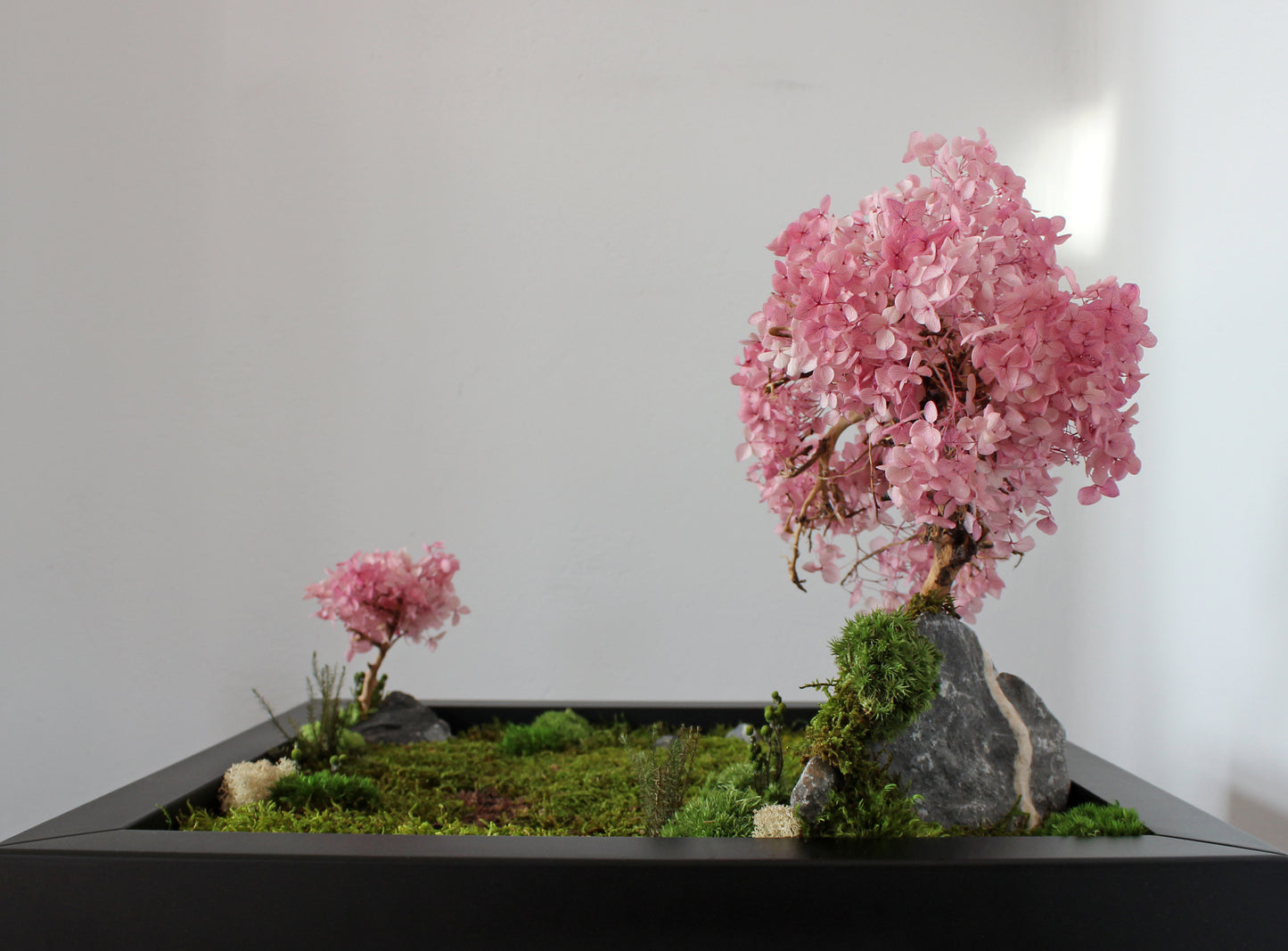 Zen garden with cherry blossom bonsai