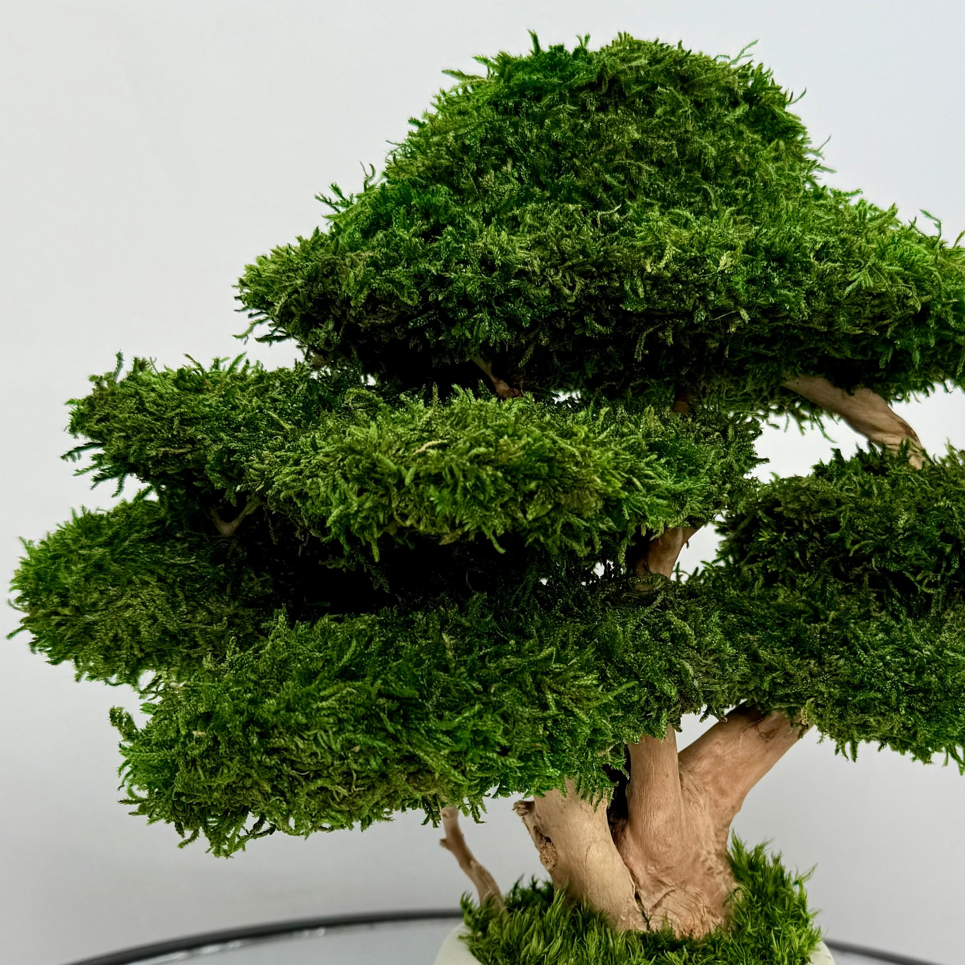 Preserved moss bonsai tree with layered canopy and natural wood trunk in a white concrete pot.