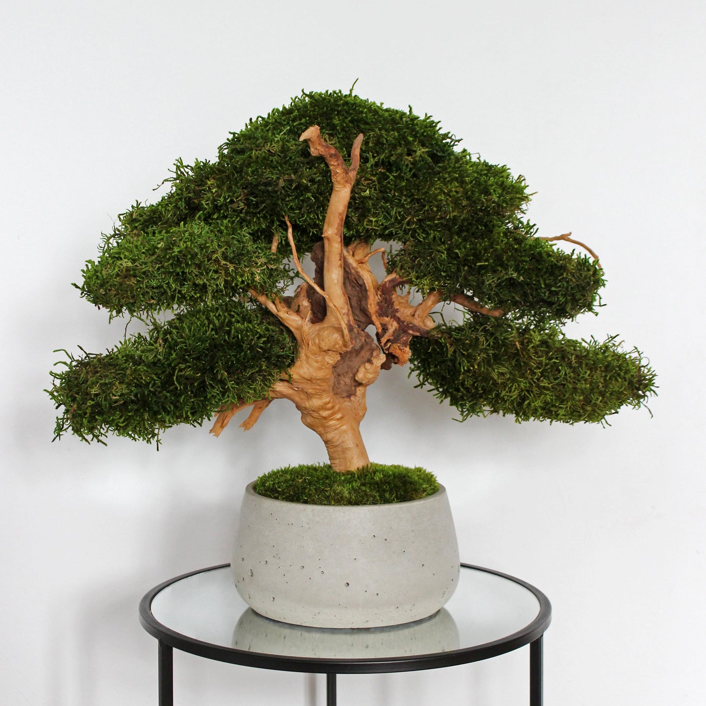 Large preserved bonsai with long moss in a decorative concrete pot, natural indoor greenery decor with a zen-inspired look.
