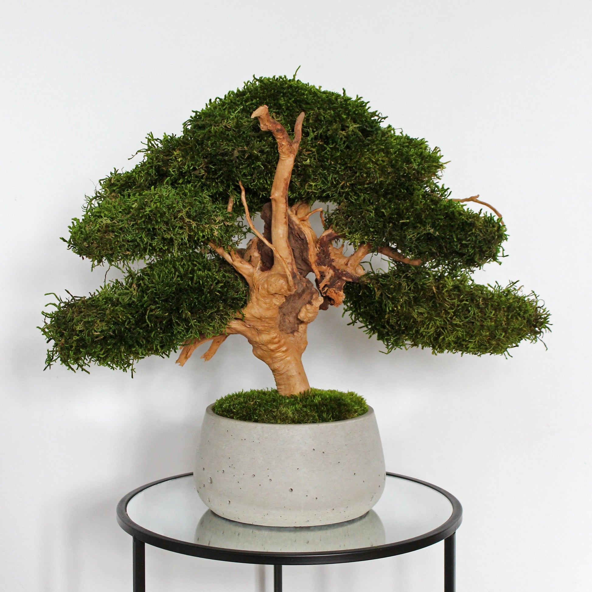 Large preserved bonsai with long moss in a decorative concrete pot, natural indoor greenery decor with a zen-inspired look.