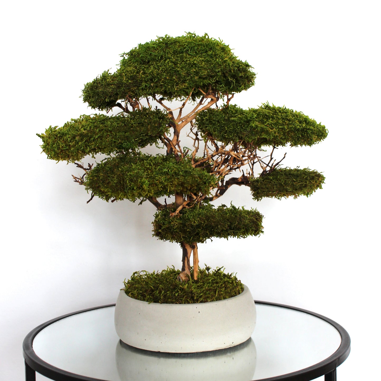 Preserved moss bonsai