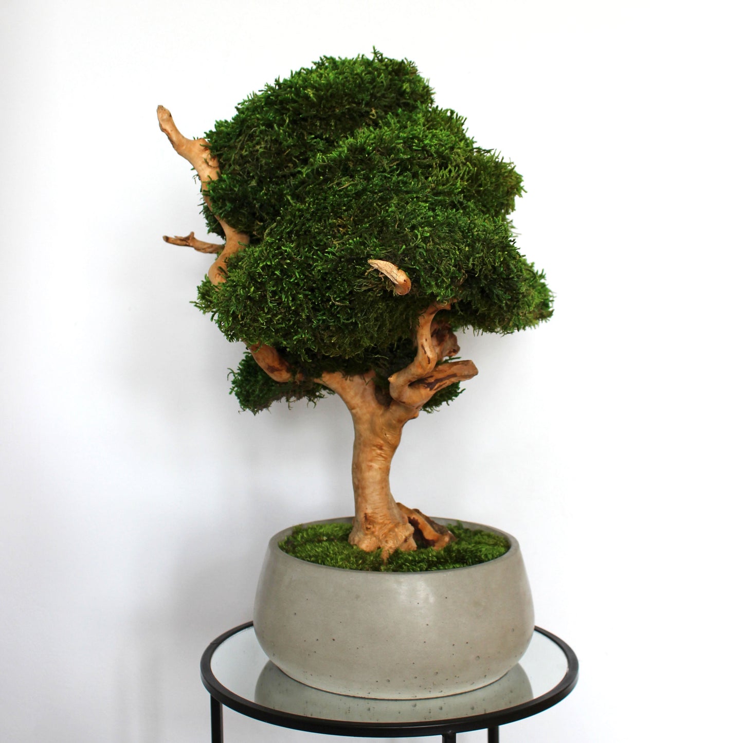 Extra large preserved moss bonsai tree in a concrete pot, statement green home decor, maintenance free indoor plant alternative, zen inspired centerpiece for modern living room, office or entryway.