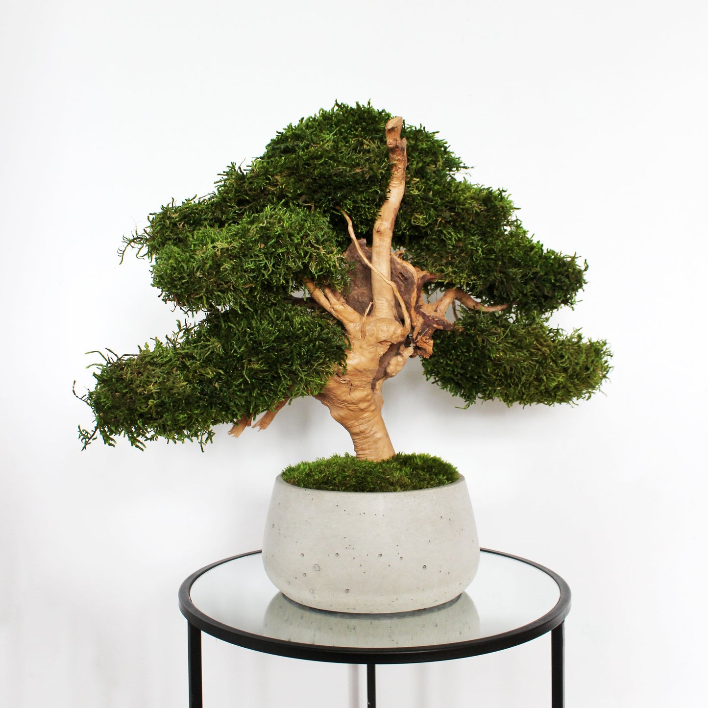 Large preserved bonsai with long moss in a decorative concrete pot, natural indoor greenery decor with a zen-inspired look.