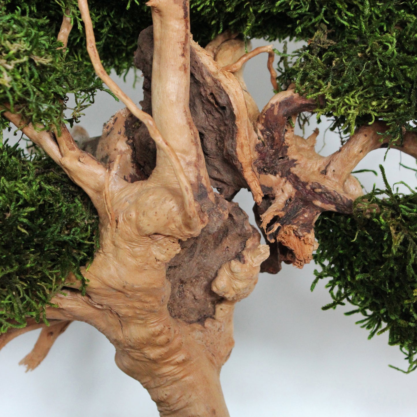 Large preserved bonsai with long moss in a decorative concrete pot, natural indoor greenery decor with a zen-inspired look.