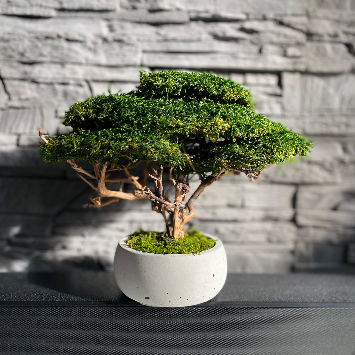 Small preserved moss bonsai in a decorative concrete pot, natural indoor greenery decor for shelves, desks and cozy interiors.