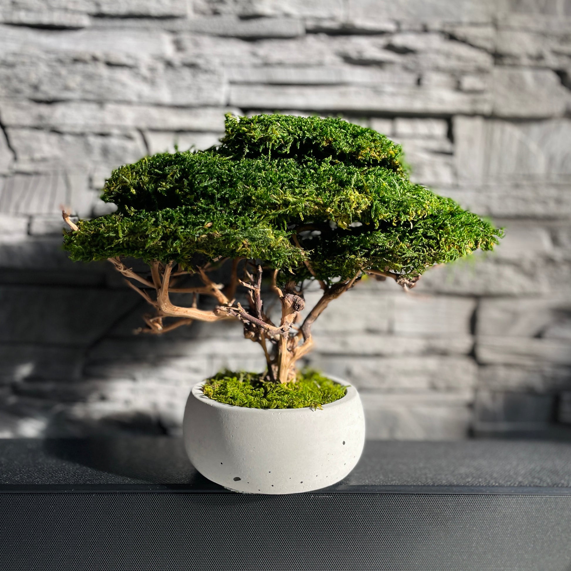 Small preserved moss bonsai in a decorative concrete pot, natural indoor greenery decor for shelves, desks and cozy interiors.