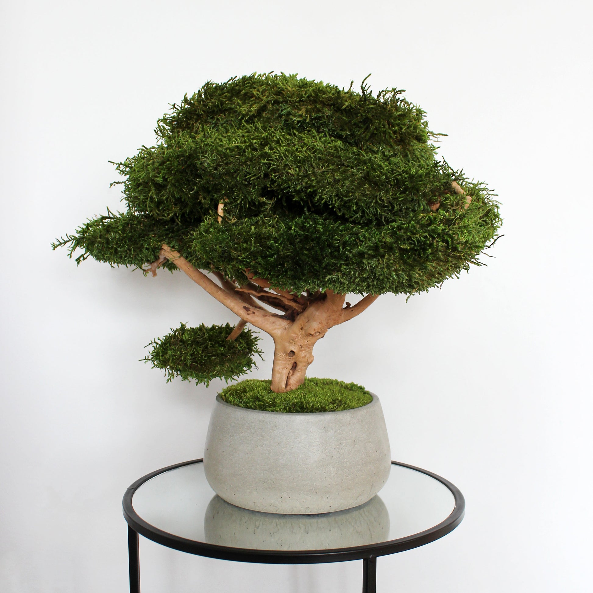 preserved bonsai in concrete pot