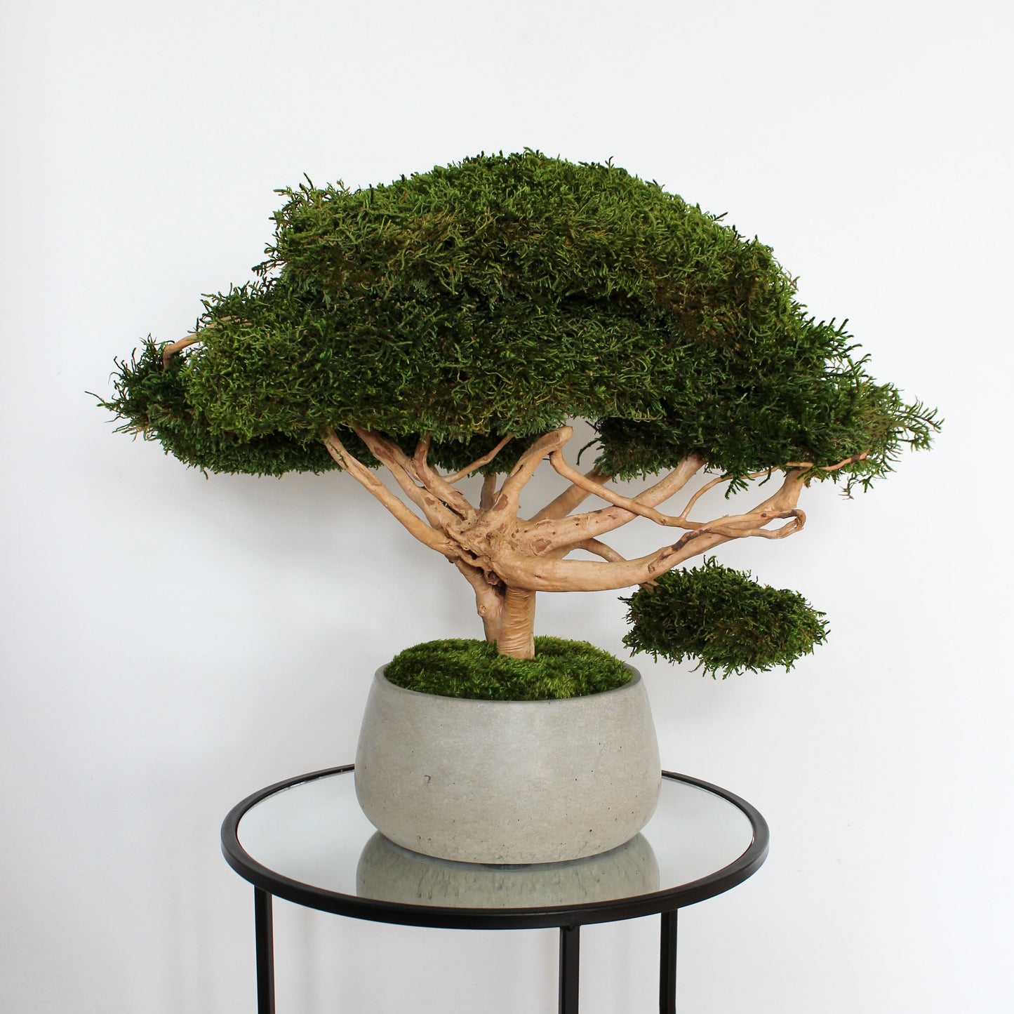 pre bonsai