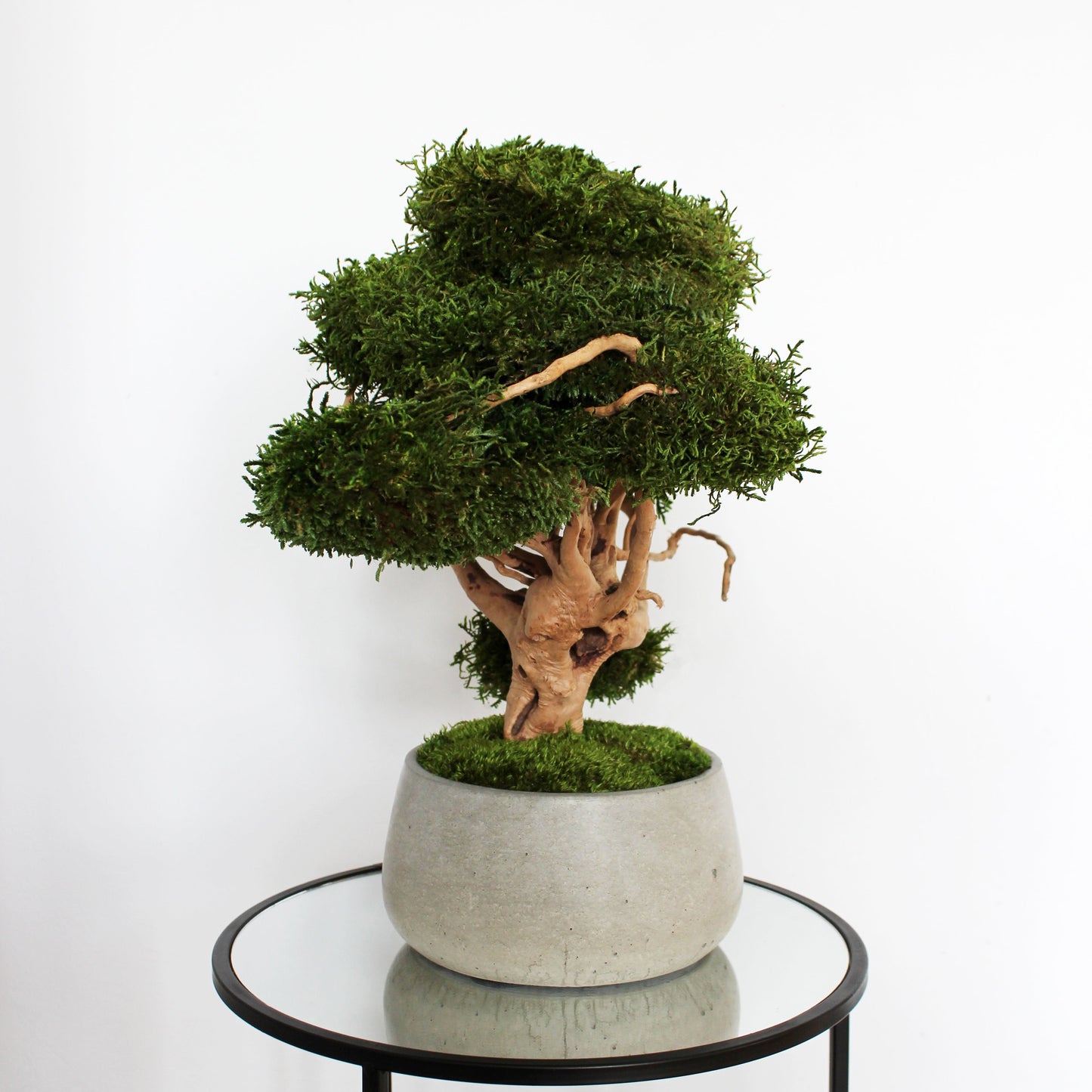 japanese bonsai tree