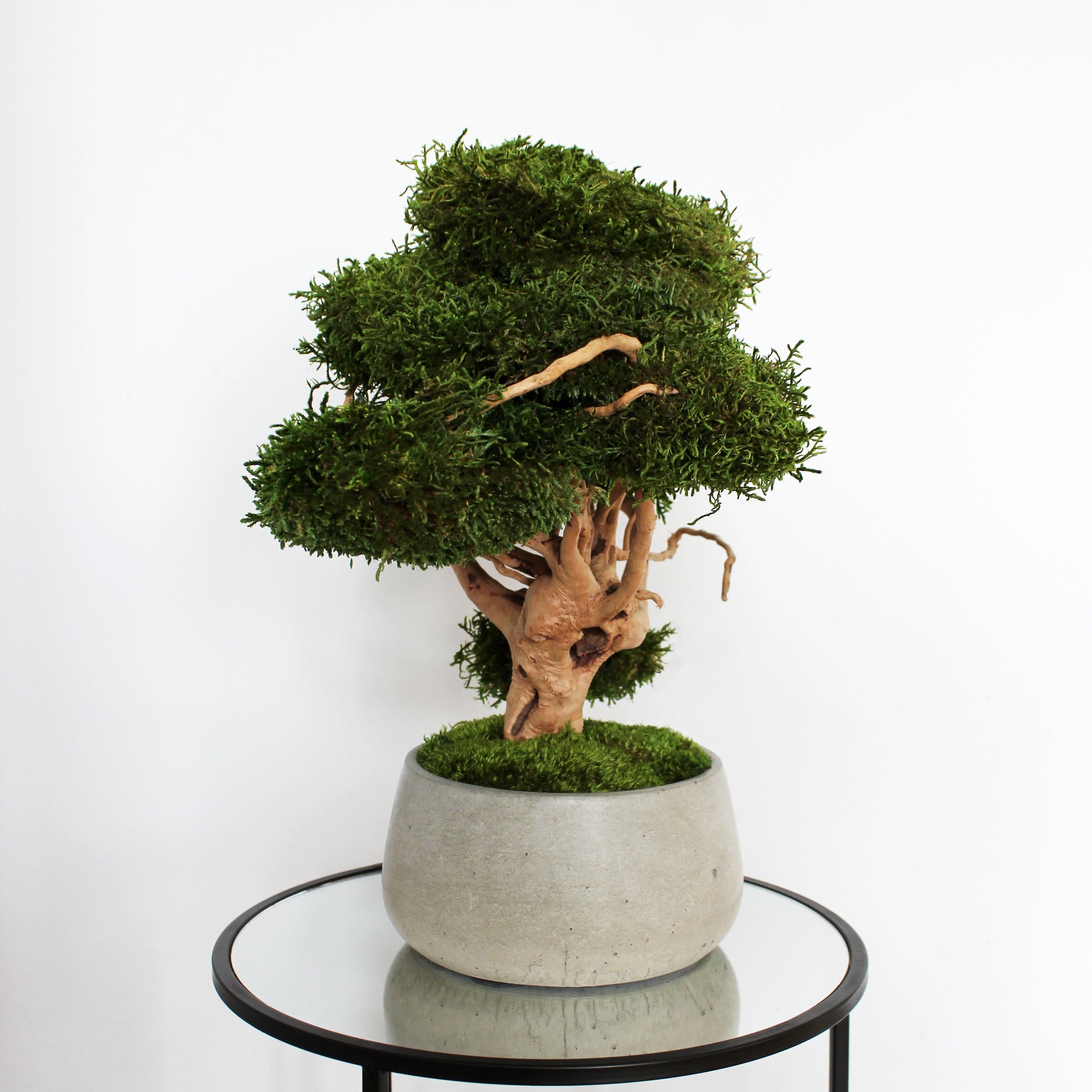 japanese bonsai tree