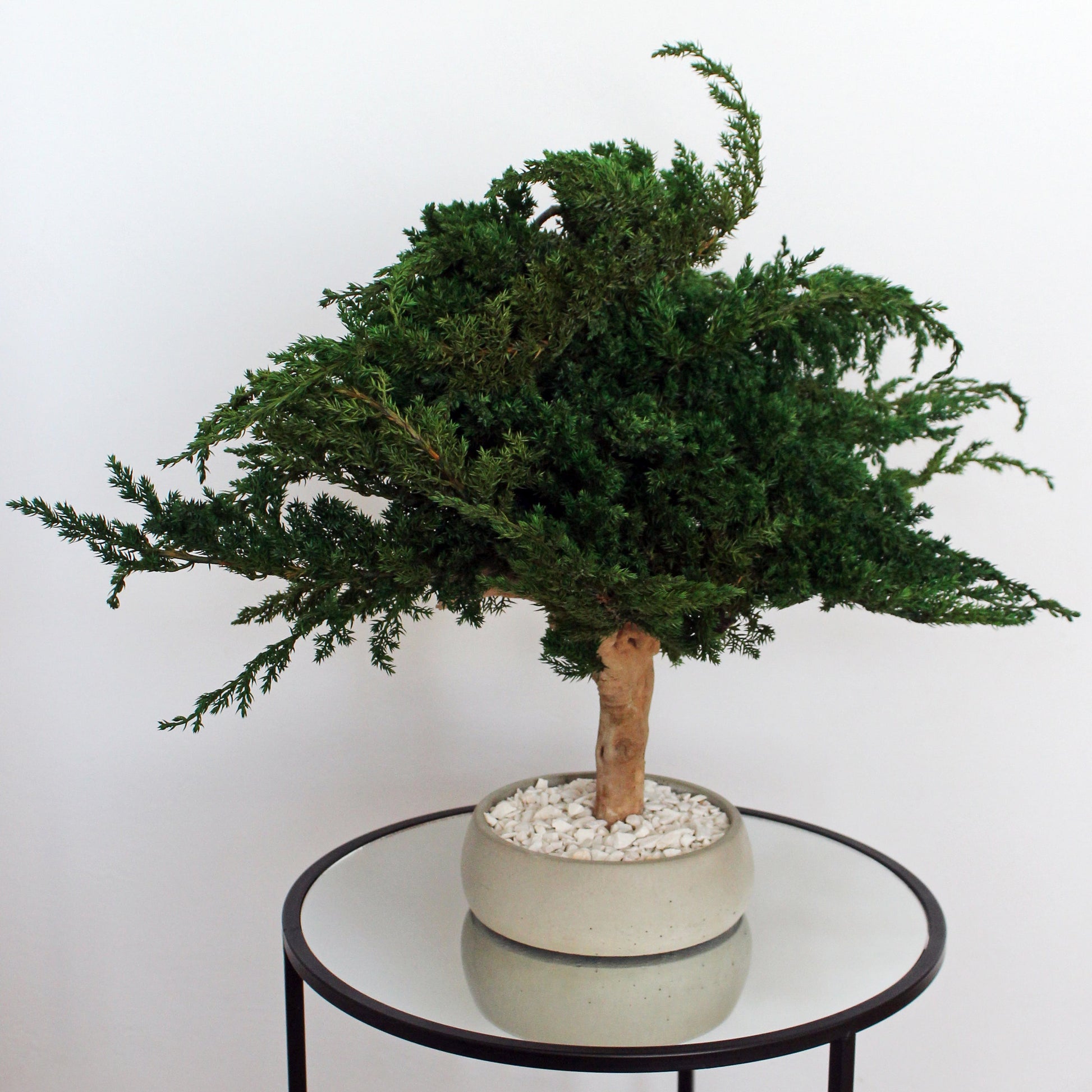 Preserved juniper bonsai tree with natural roots and white pebbles in a concrete pot, styled as minimalist decor for a console, shelf or sideboard.