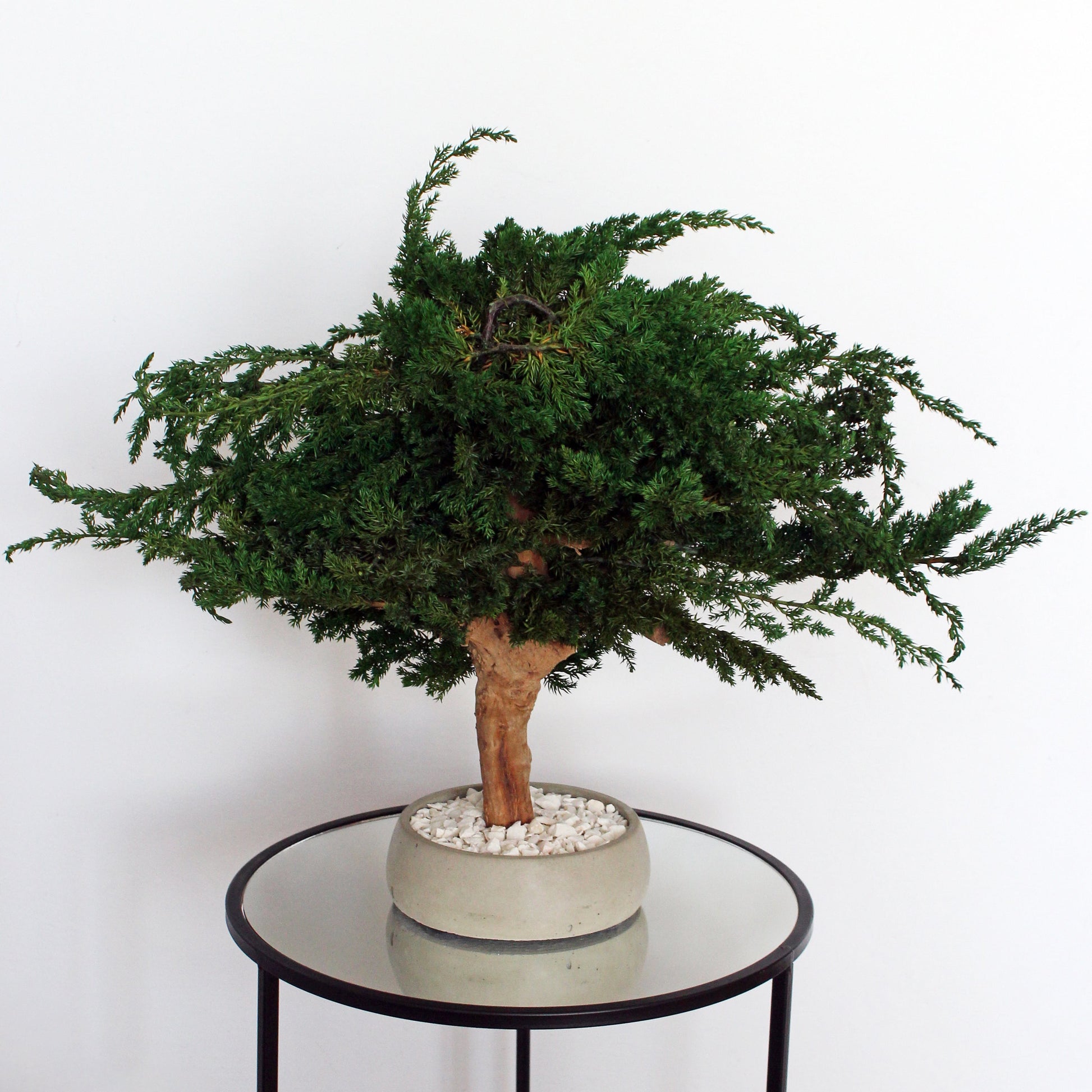 Preserved juniper bonsai tree with natural roots and white pebbles in a concrete pot, styled as minimalist decor for a console, shelf or sideboard.