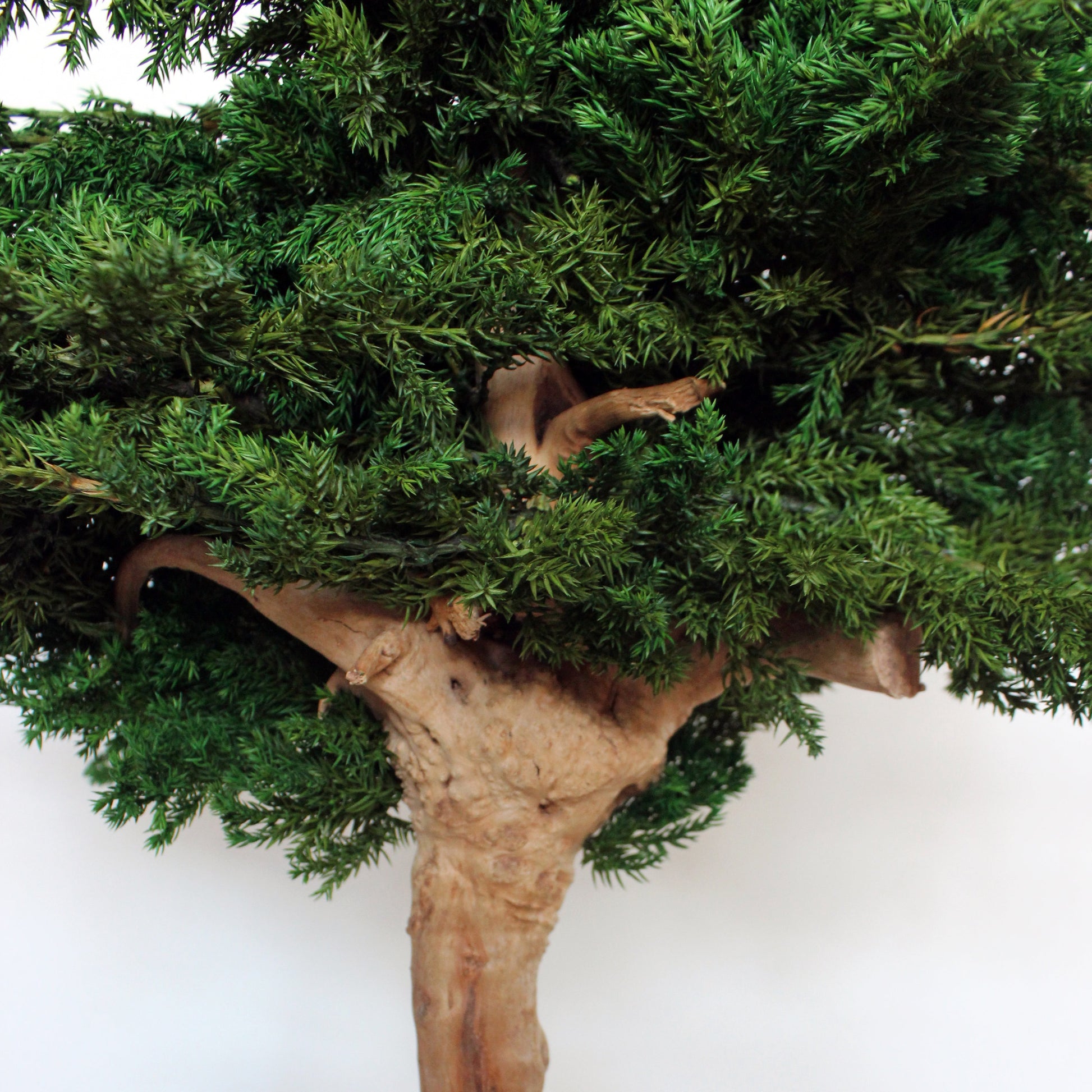 Preserved juniper bonsai tree with natural roots and white pebbles in a concrete pot, styled as minimalist decor for a console, shelf or sideboard.