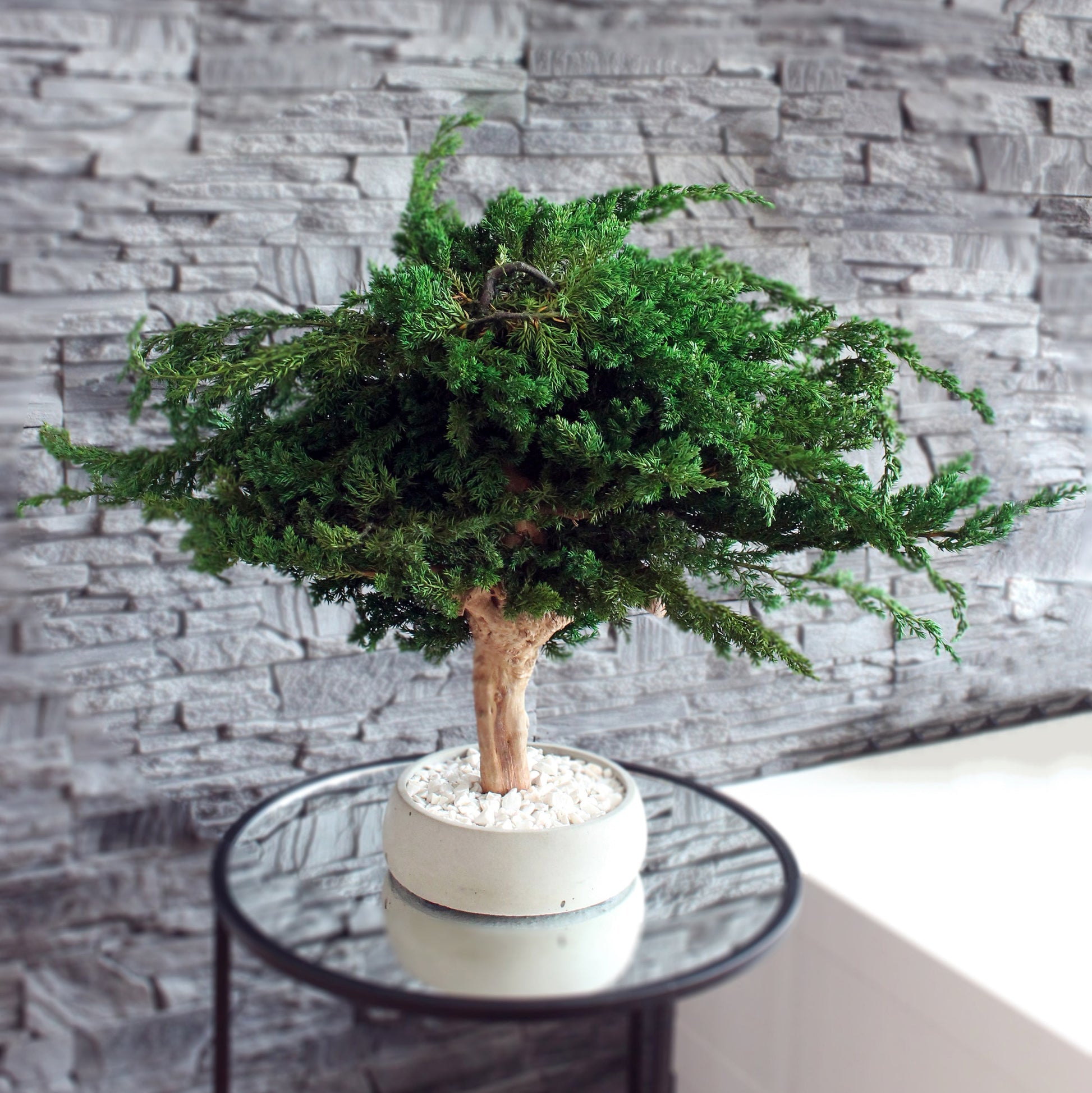 Preserved juniper bonsai tree with natural roots and white pebbles in a concrete pot, styled as minimalist decor for a console, shelf or sideboard.