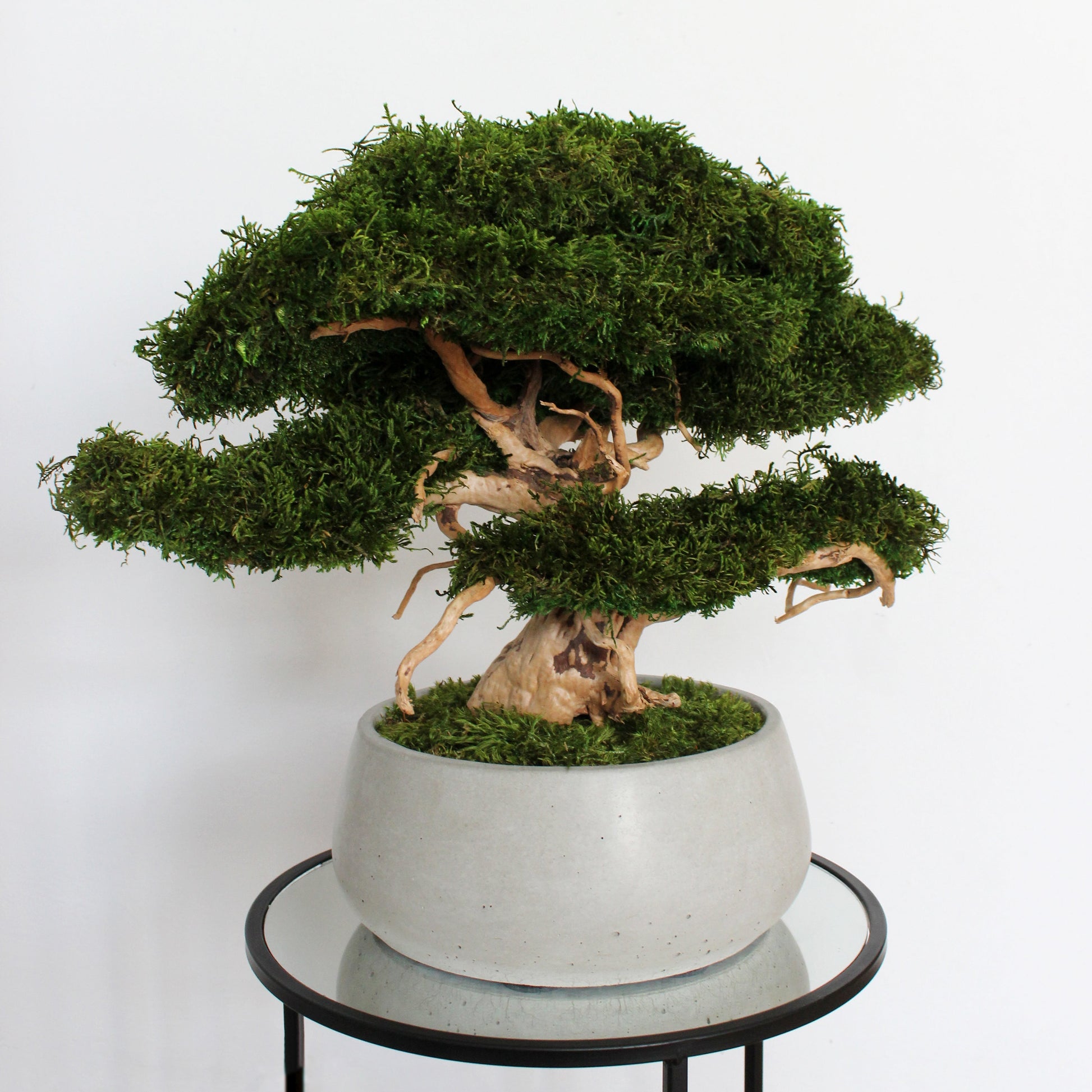 Large preserved moss bonsai tree in a concrete pot, natural green home decor, maintenance free indoor plant alternative, zen style decoration for living room or office.