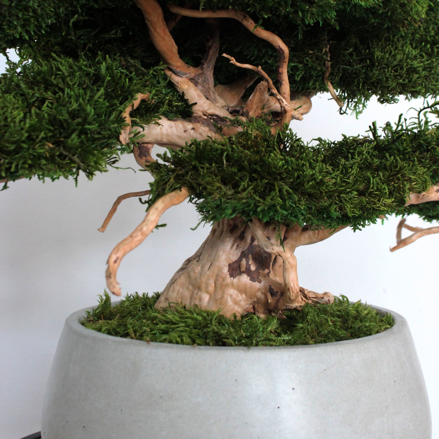 Large preserved moss bonsai tree in a concrete pot, natural green home decor, maintenance free indoor plant alternative, zen style decoration for living room or office.