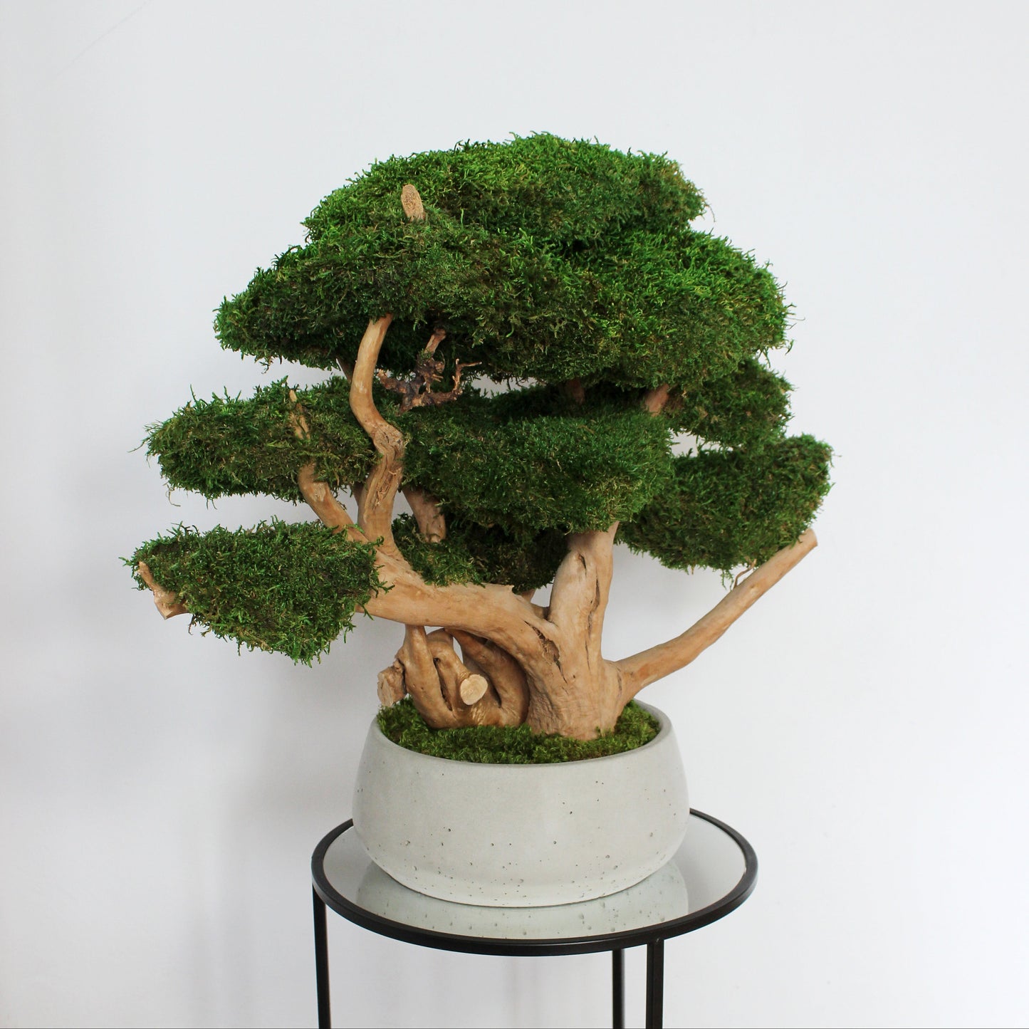 Large driftwood bonsai tree with preserved long moss in heavy concrete pot.