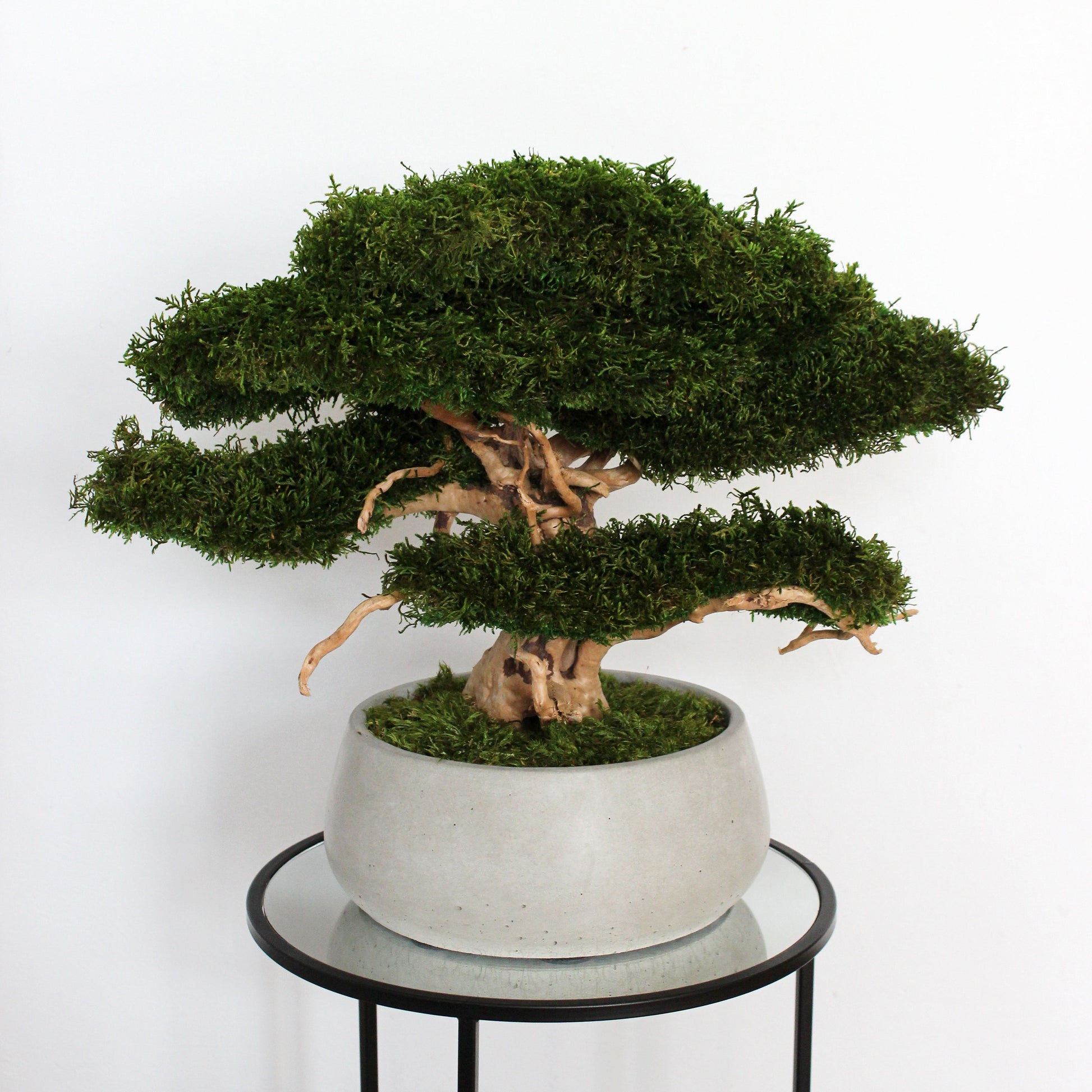 Large preserved moss bonsai tree in a concrete pot, natural green home decor, maintenance free indoor plant alternative, zen style decoration for living room or office.