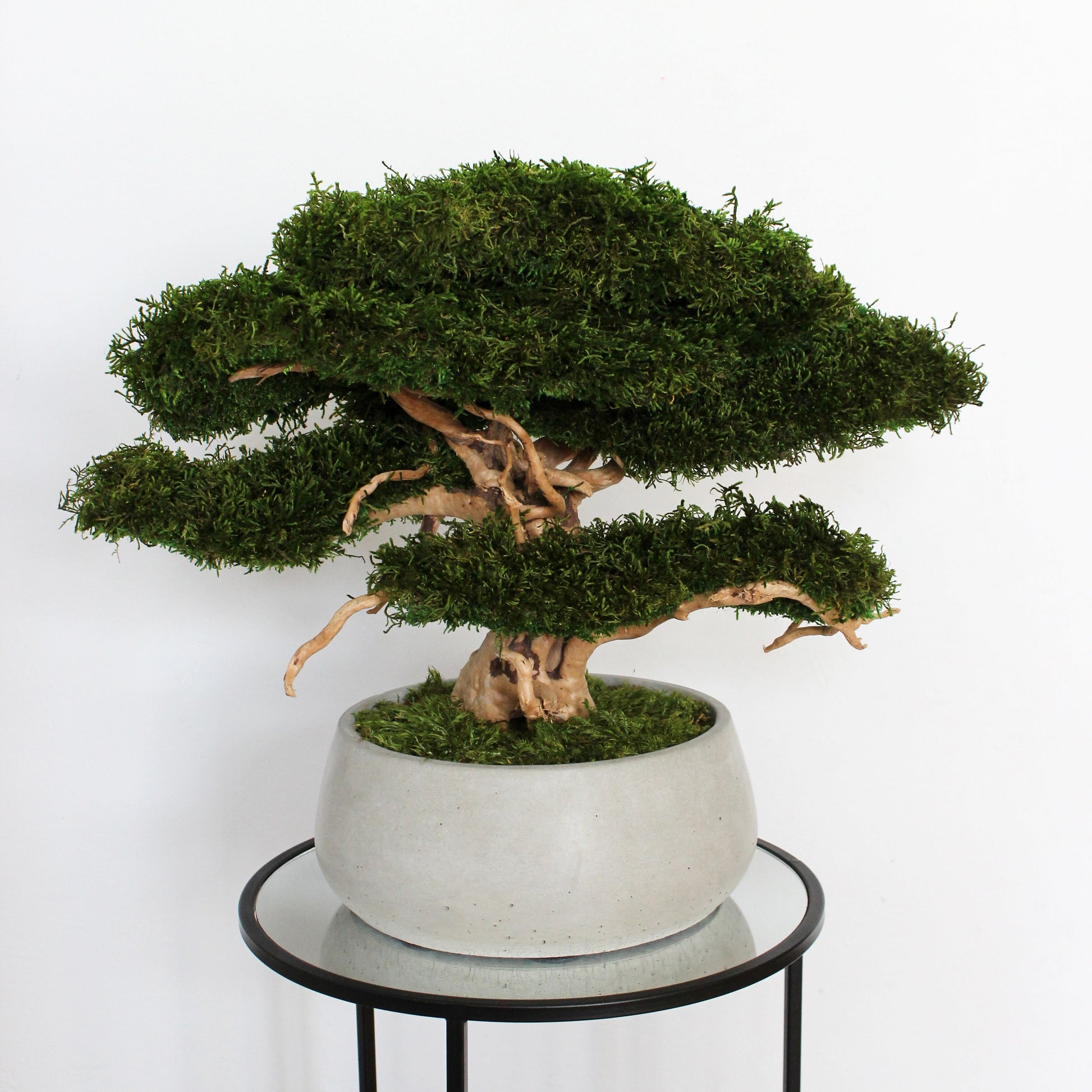 Large preserved moss bonsai tree in a concrete pot, natural green home decor, maintenance free indoor plant alternative, zen style decoration for living room or office.