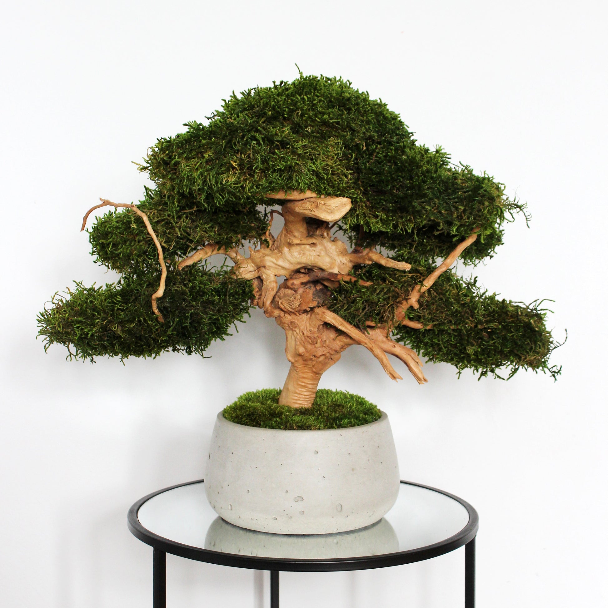 Large preserved bonsai with long moss in a decorative concrete pot, natural indoor greenery decor with a zen-inspired look.