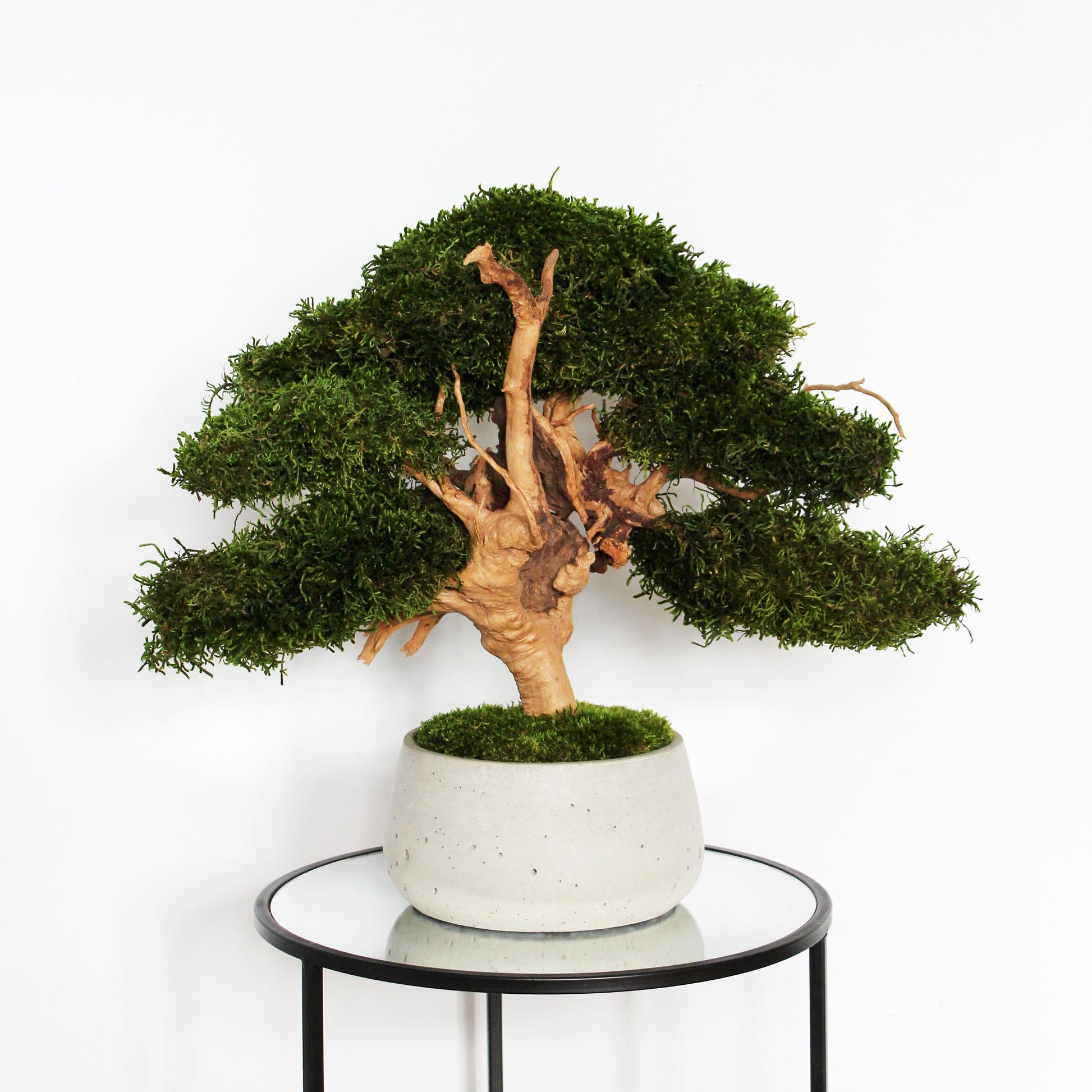 Large preserved bonsai with long moss in a decorative concrete pot, natural indoor greenery decor with a zen-inspired look.