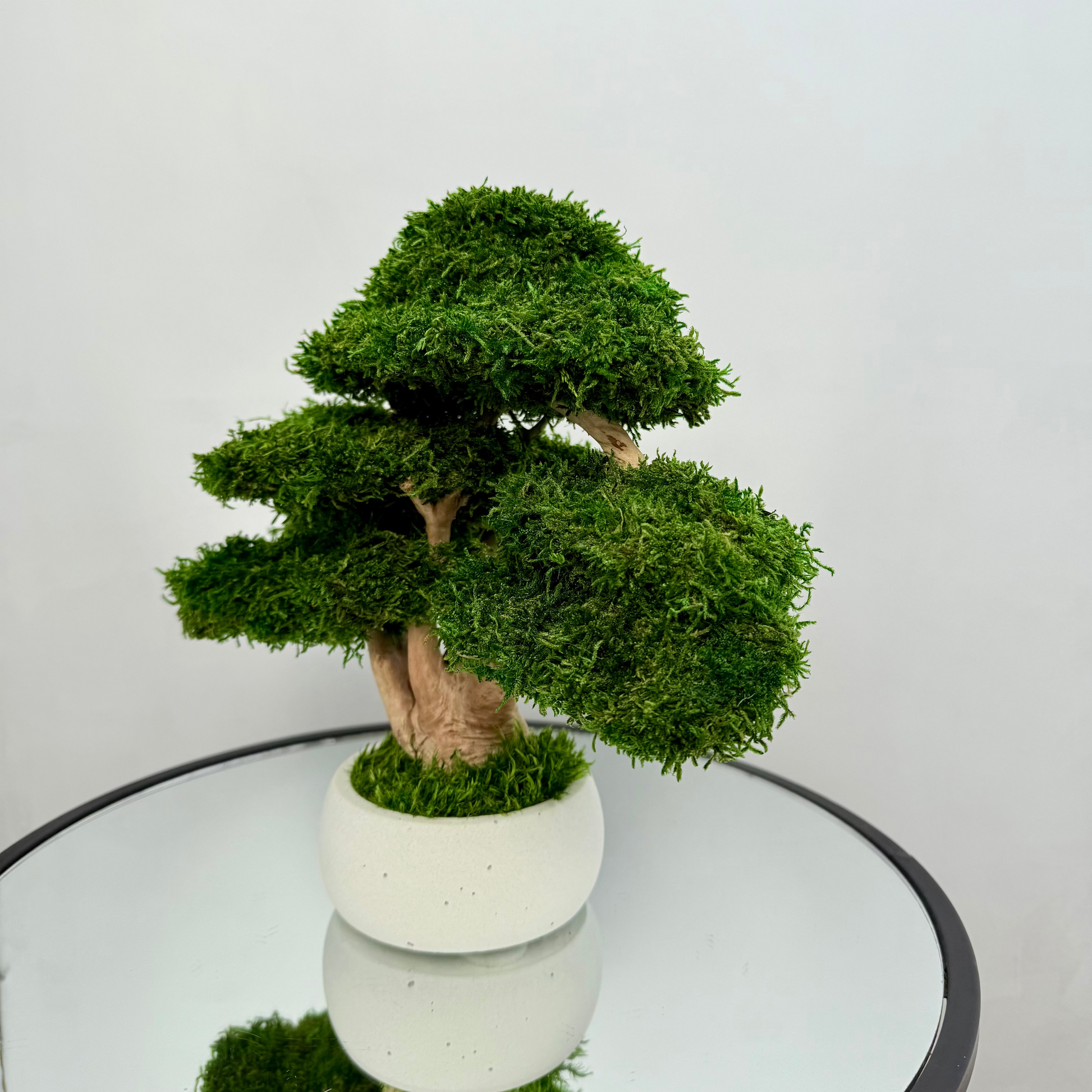Preserved moss bonsai tree with layered canopy and natural root trunk in a white concrete pot.