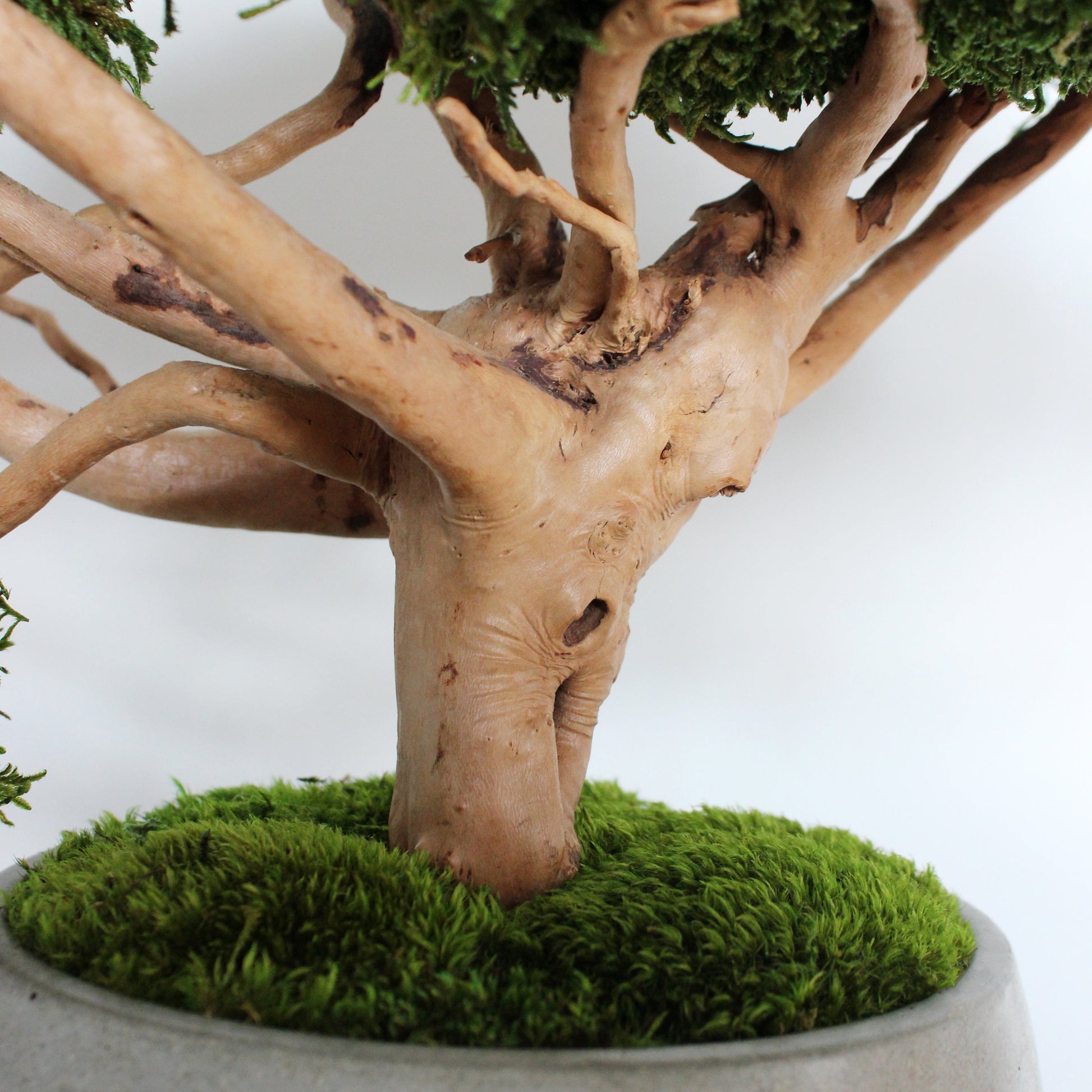 driftwood bonsai