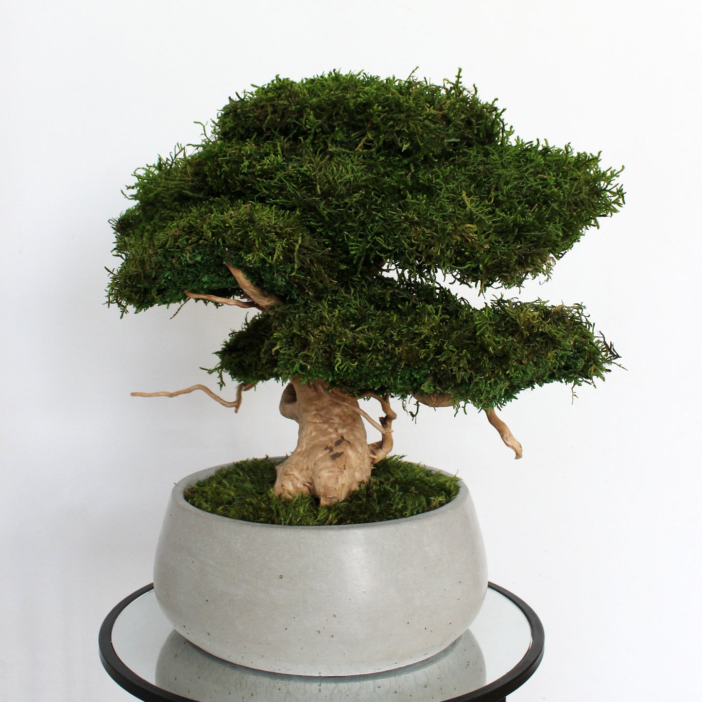 Large preserved moss bonsai tree in a concrete pot, natural green home decor, maintenance free indoor plant alternative, zen style decoration for living room or office.
