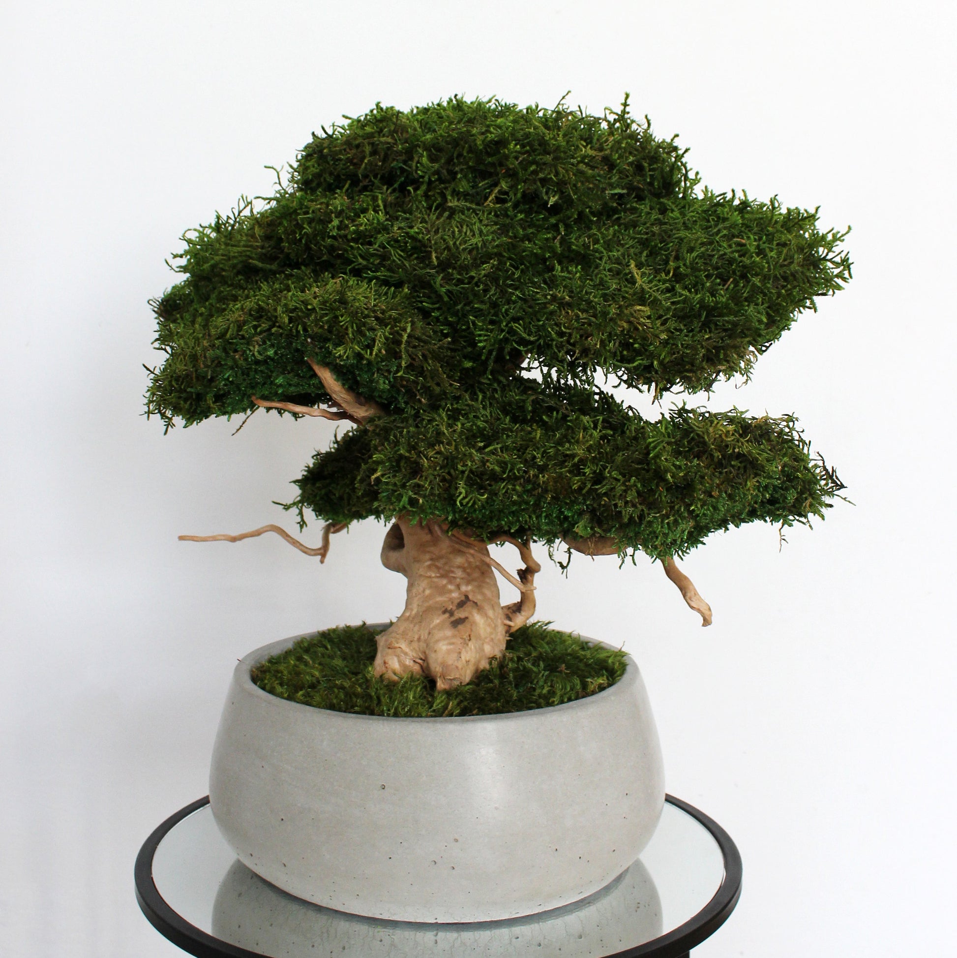 Large preserved moss bonsai tree in a concrete pot, natural green home decor, maintenance free indoor plant alternative, zen style decoration for living room or office.