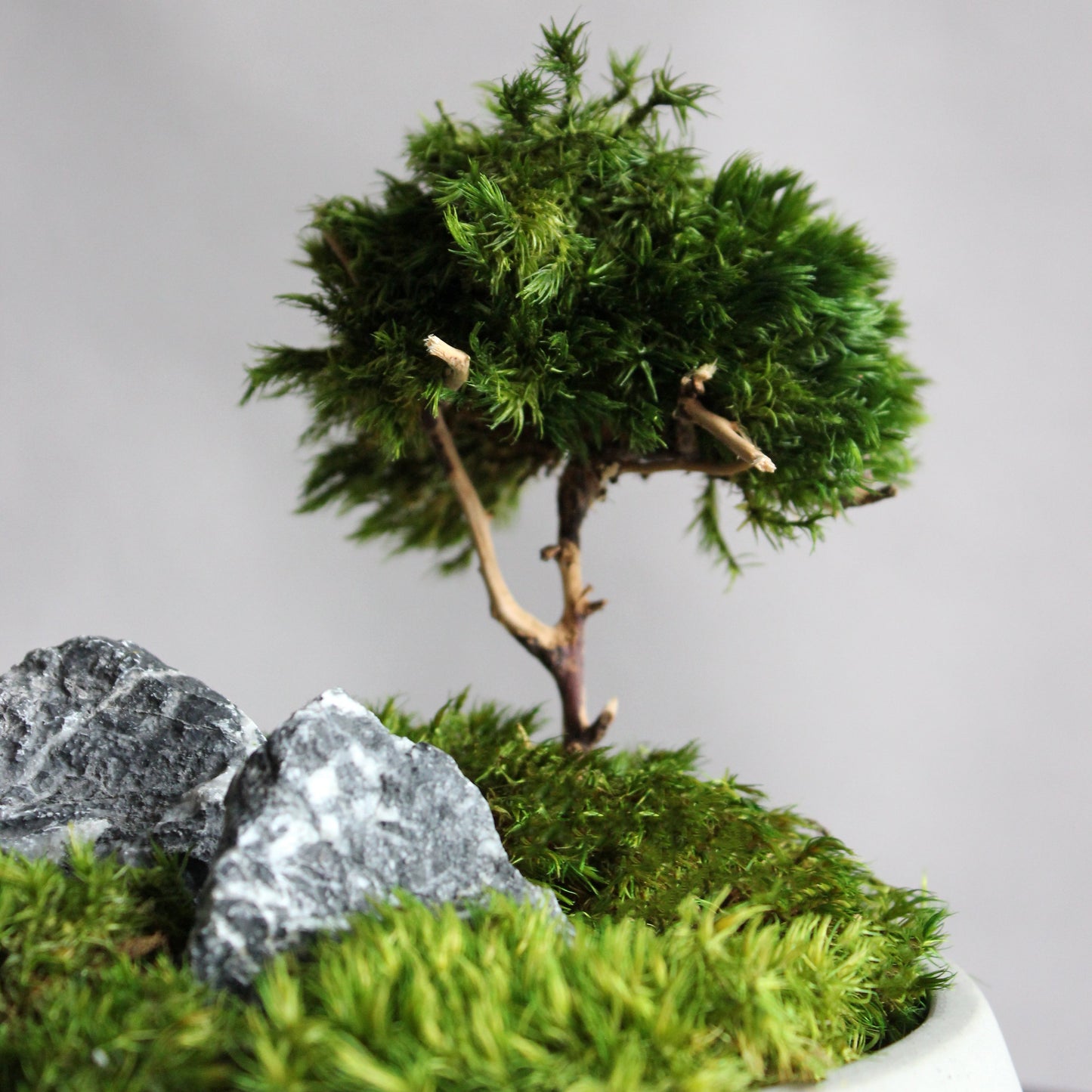 Mini zen garden with preserved moss bonsai and decorative stones in concrete pot; tabletop arrangement.