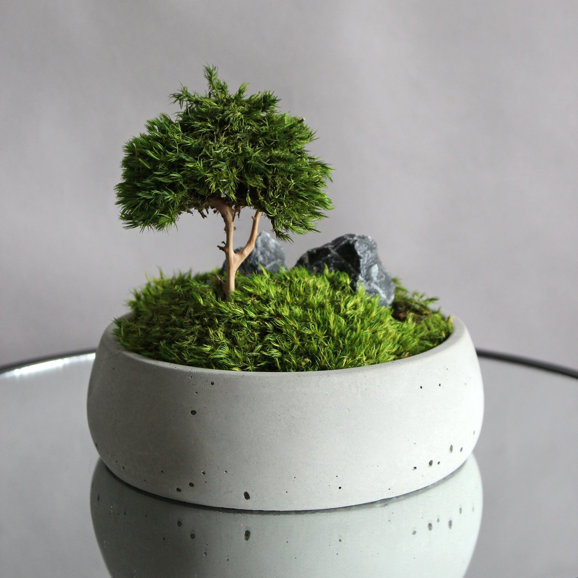 Mini zen garden with preserved moss bonsai and decorative stones in concrete pot; tabletop arrangement.