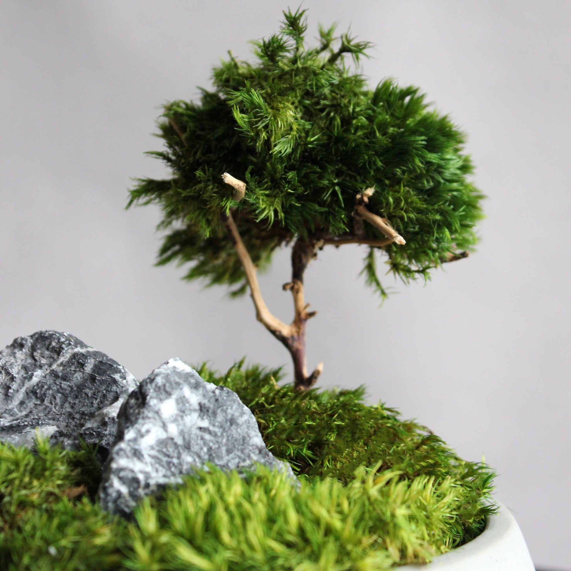 Mini zen garden with preserved moss bonsai and decorative stones in concrete pot; tabletop arrangement.