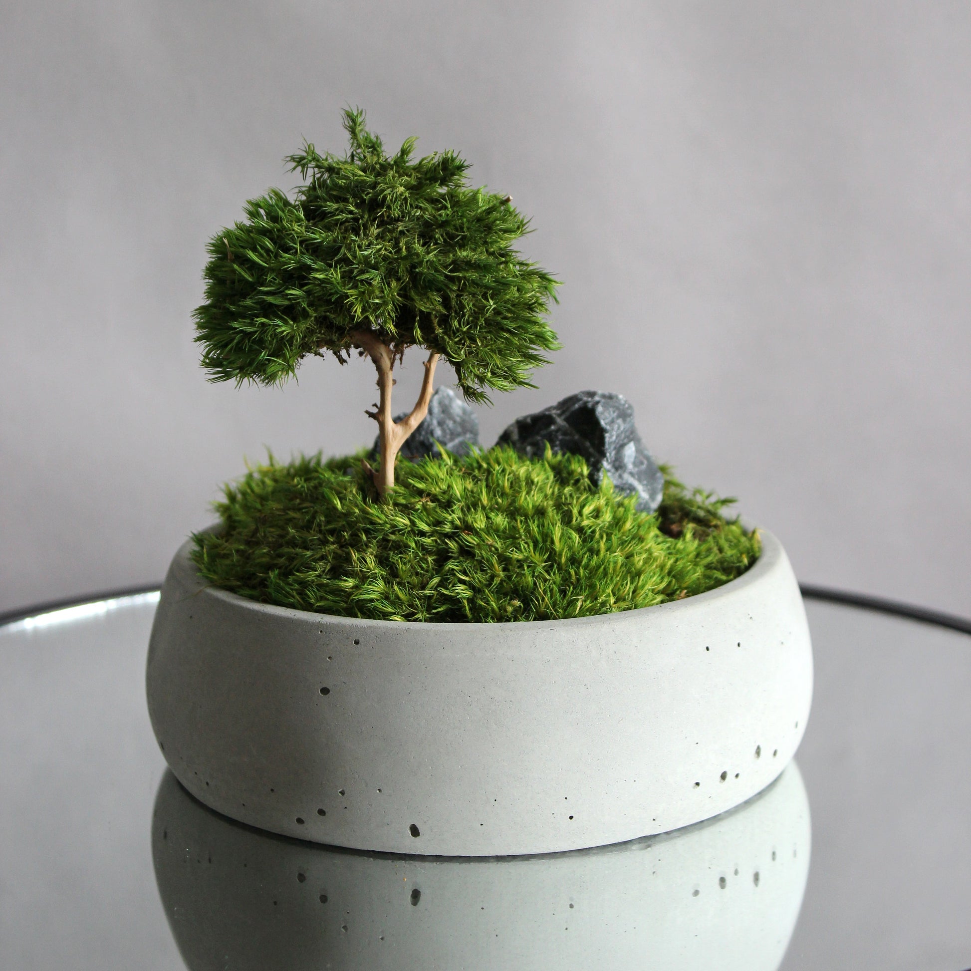 Mini zen garden with preserved moss bonsai and decorative stones in concrete pot; tabletop arrangement.