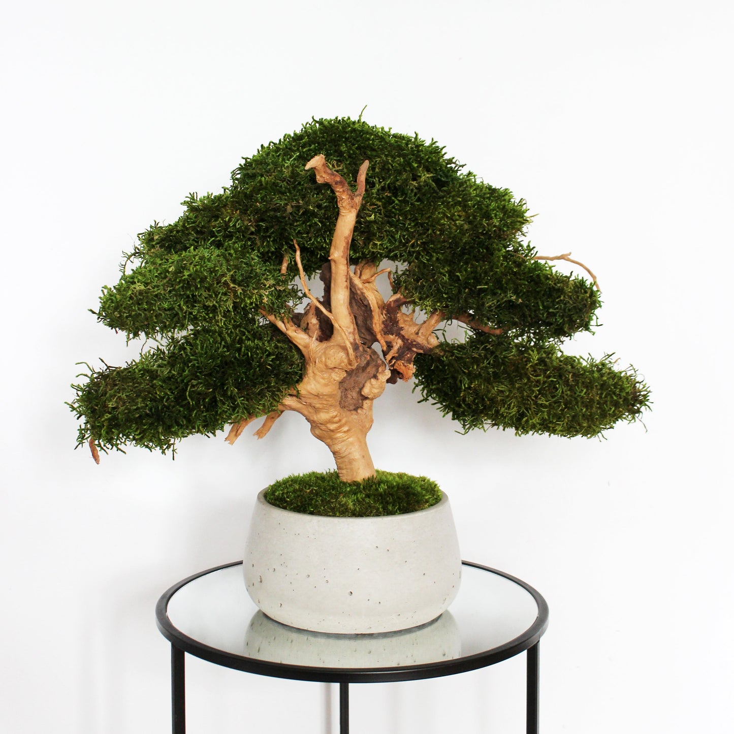 Large preserved bonsai with long moss in a decorative concrete pot, natural indoor greenery decor with a zen-inspired look.