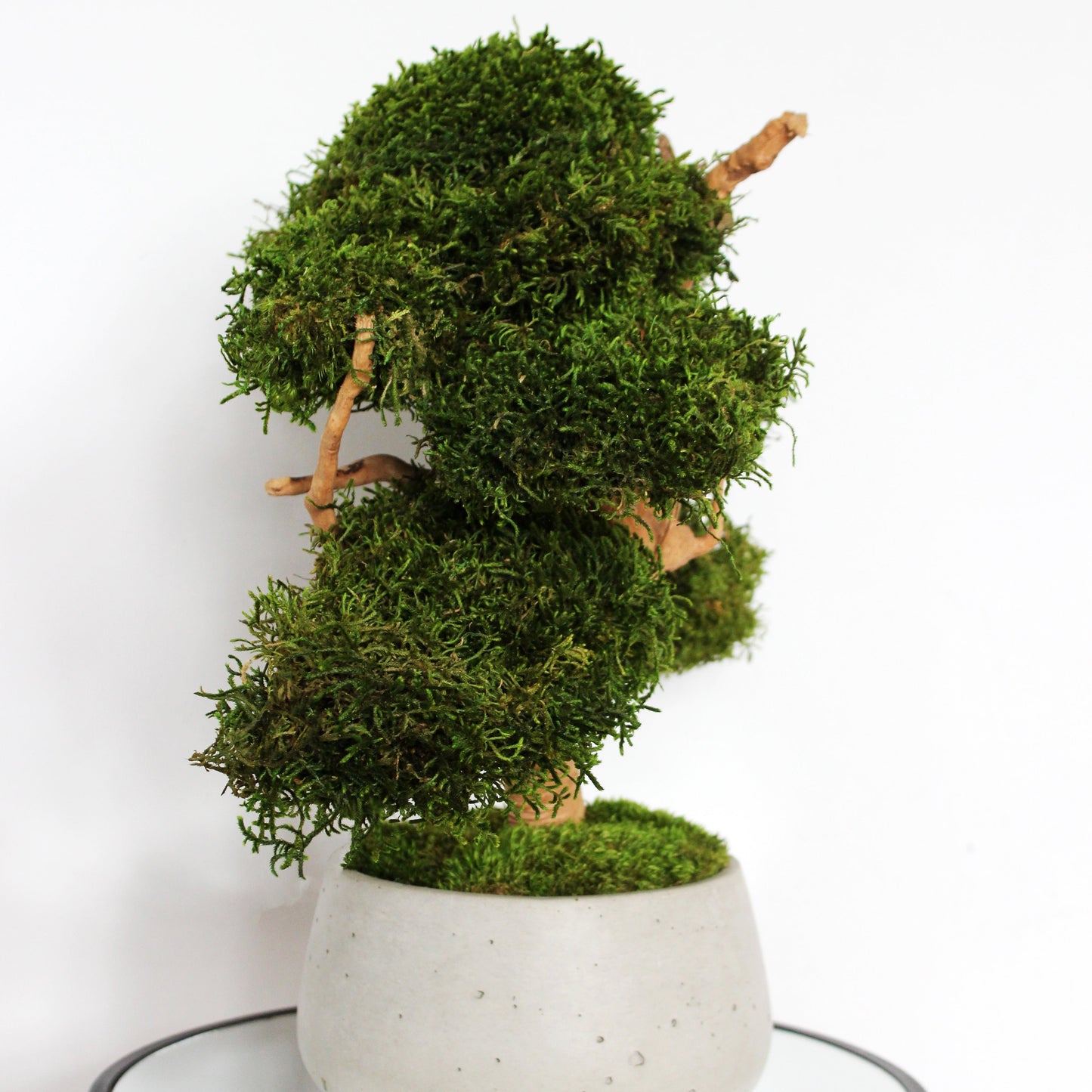 Large preserved bonsai with long moss in a decorative concrete pot, natural indoor greenery decor with a zen-inspired look.