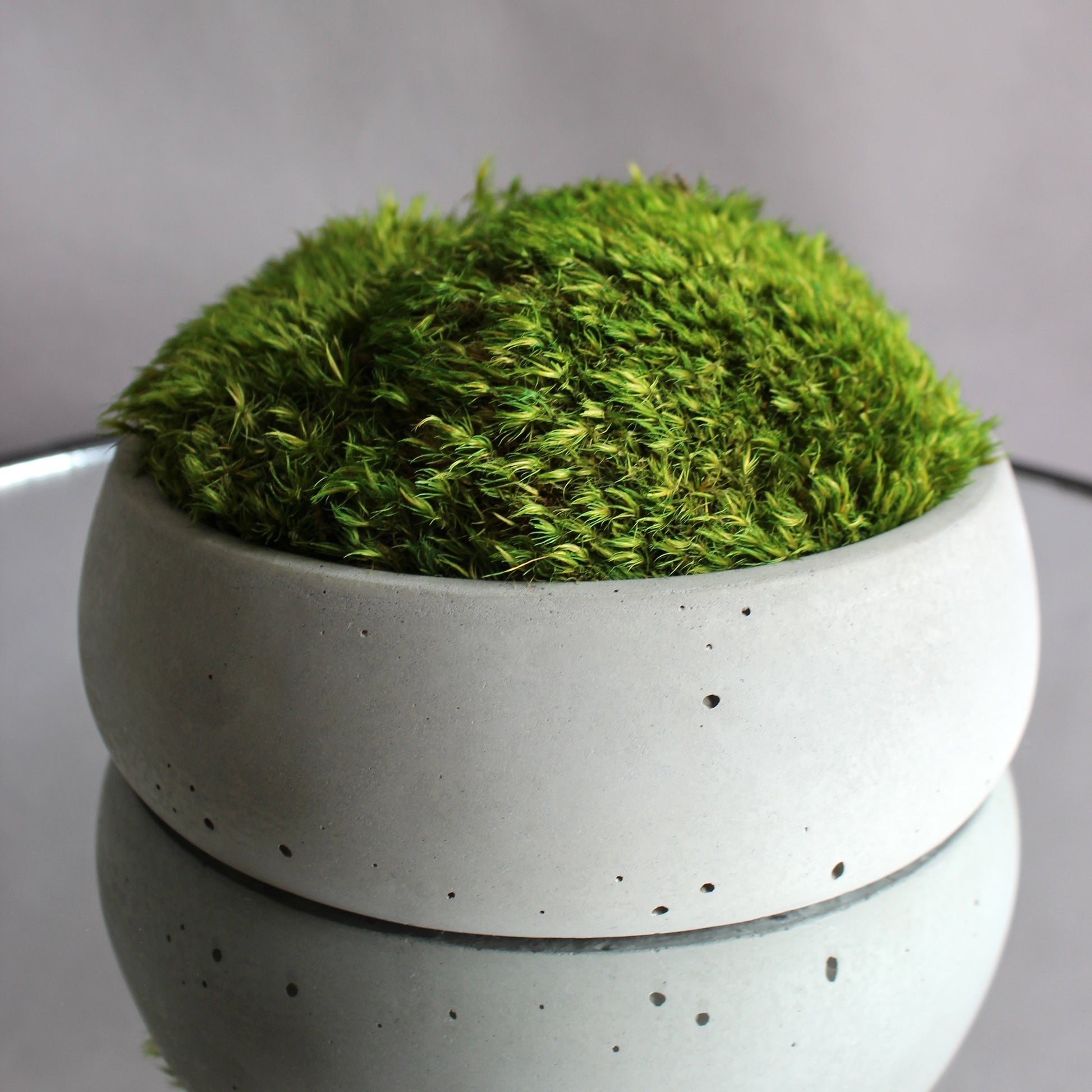 Preserved mood moss in a decorative concrete pot, natural indoor greenery decor for coffee tables, shelves and modern interiors.