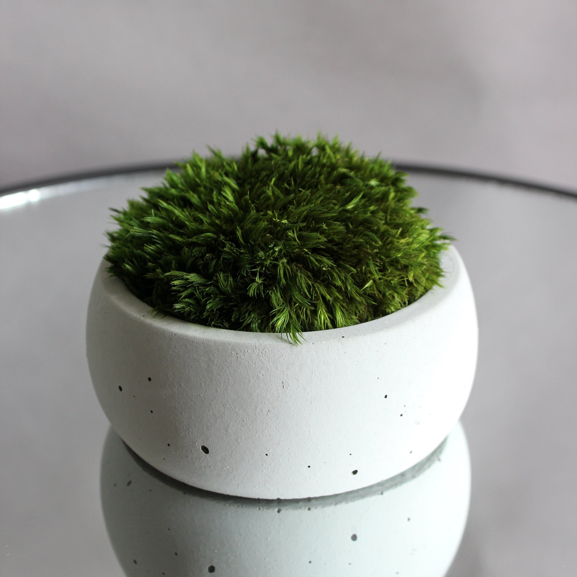 Preserved mood moss in a decorative concrete pot, natural indoor greenery decor for coffee tables, shelves and modern interiors.