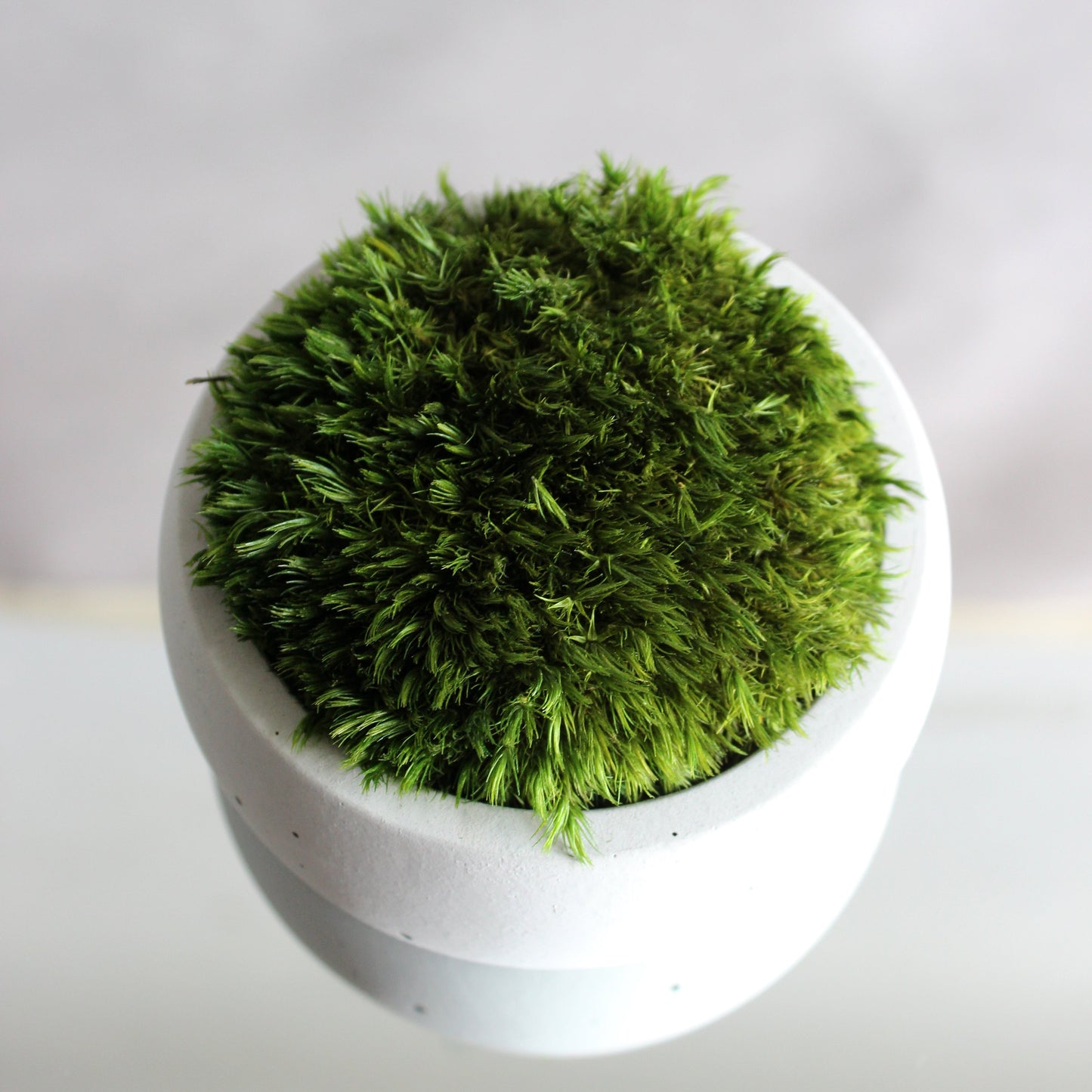 Preserved mood moss in a decorative concrete pot, natural indoor greenery decor for coffee tables, shelves and modern interiors.