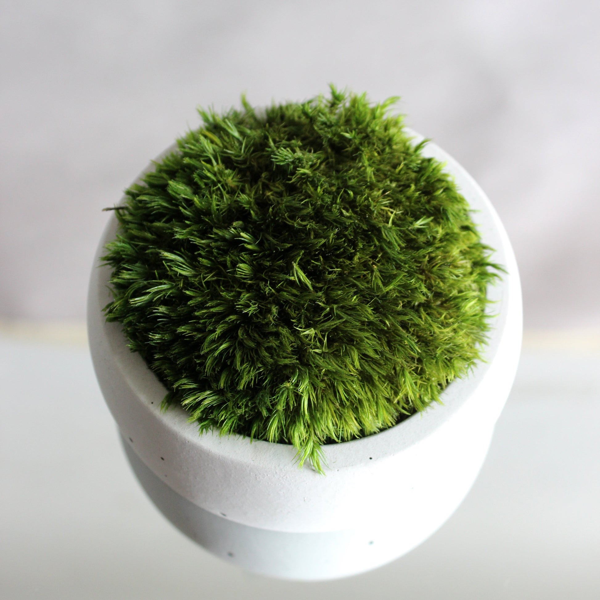 Preserved mood moss in a decorative concrete pot, natural indoor greenery decor for coffee tables, shelves and modern interiors.