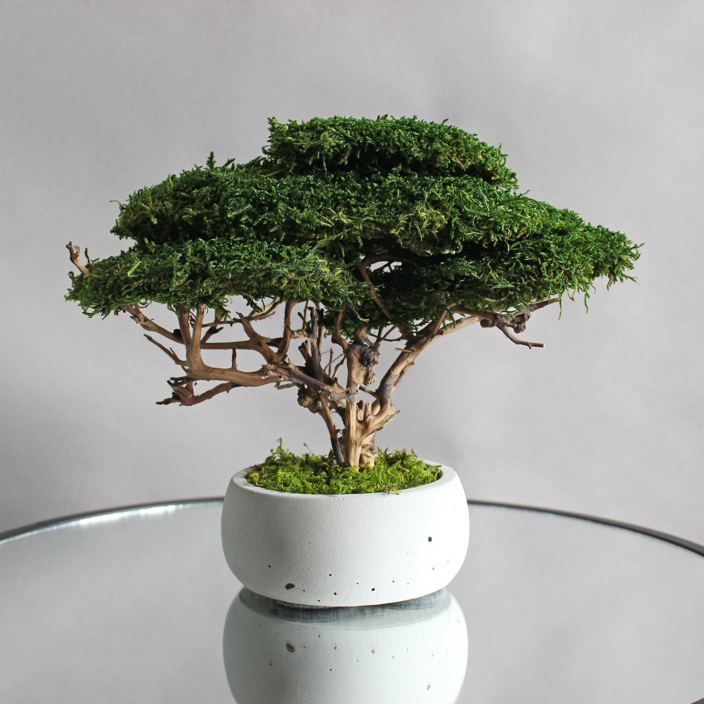 Small preserved moss bonsai in a decorative concrete pot, natural indoor greenery decor for shelves, desks and cozy interiors.