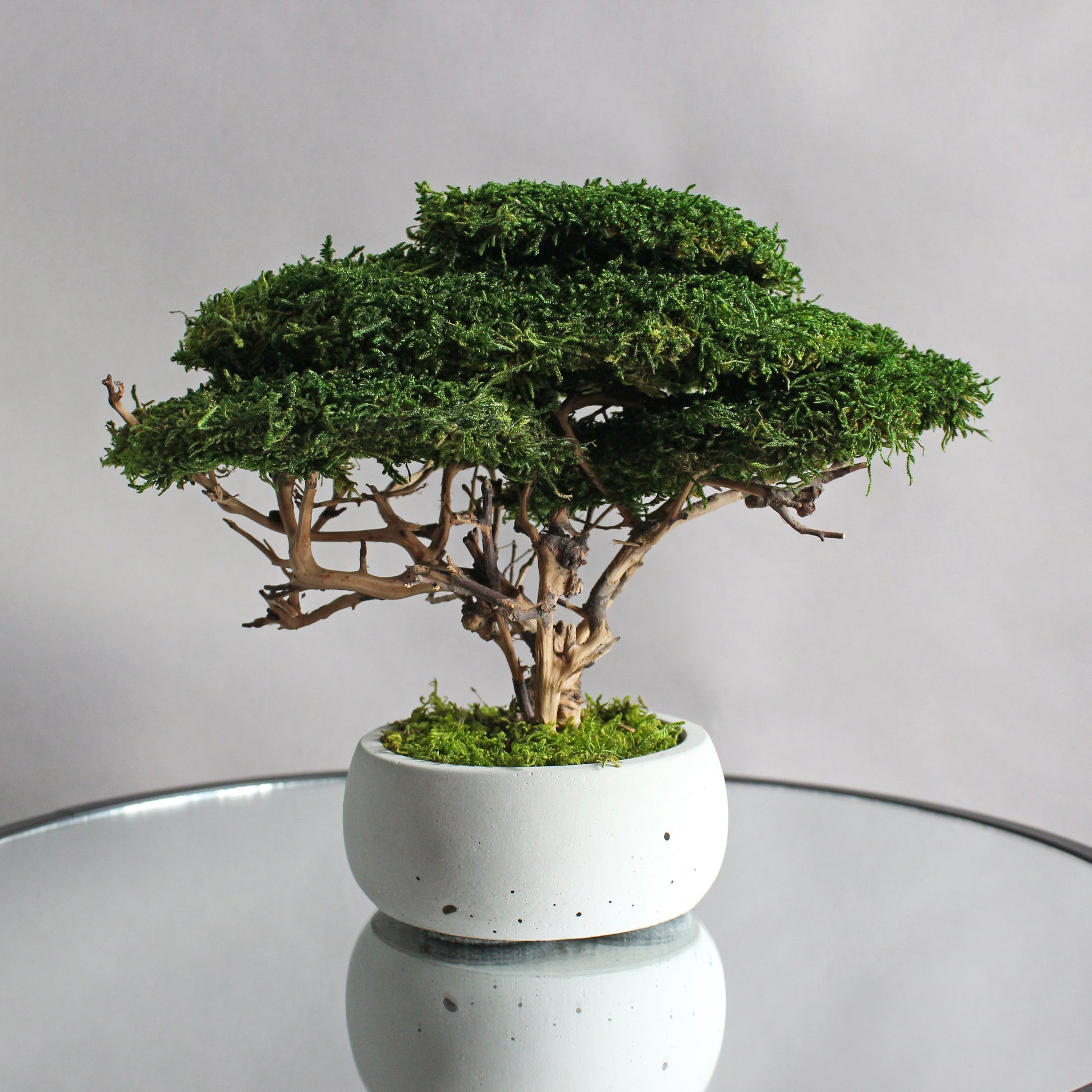 Small preserved moss bonsai in a decorative concrete pot, natural indoor greenery decor for shelves, desks and cozy interiors.