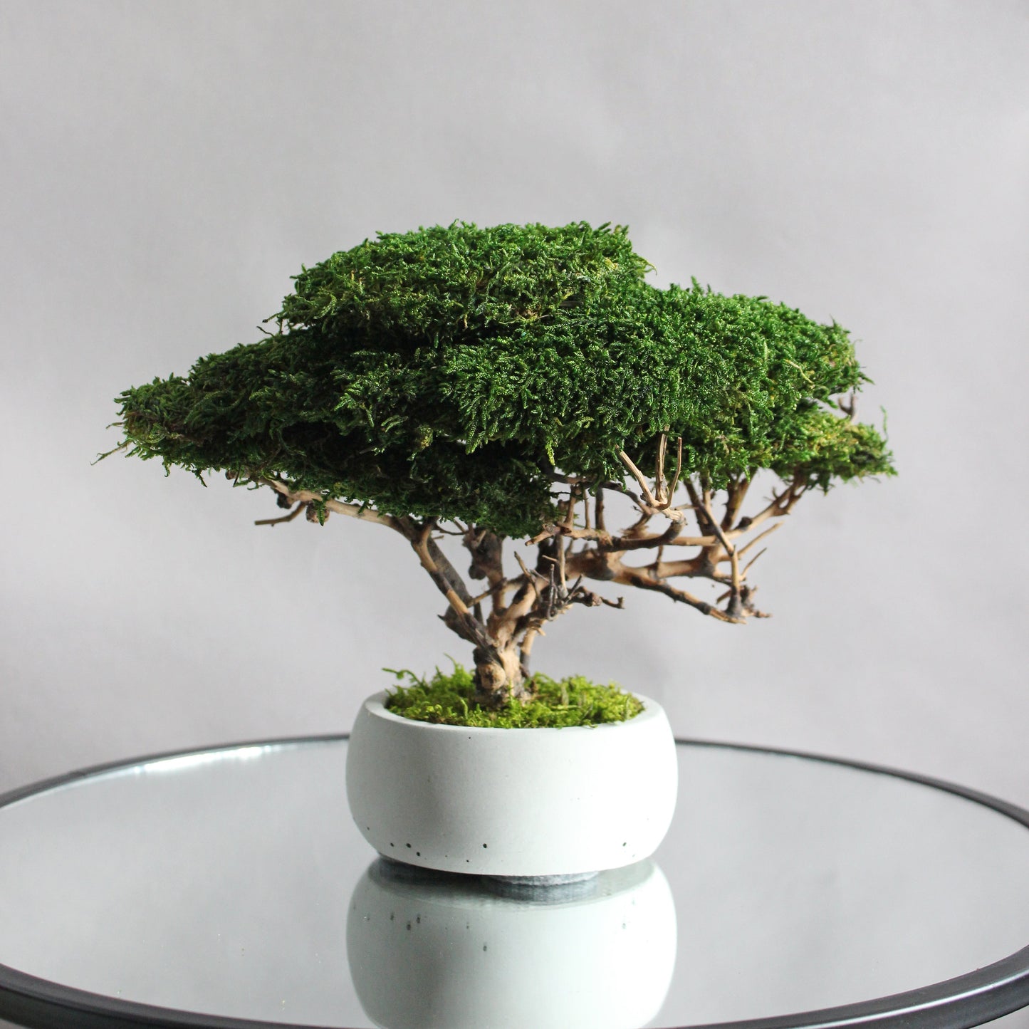 Small preserved moss bonsai in a decorative concrete pot, natural indoor greenery decor for shelves, desks and cozy interiors.