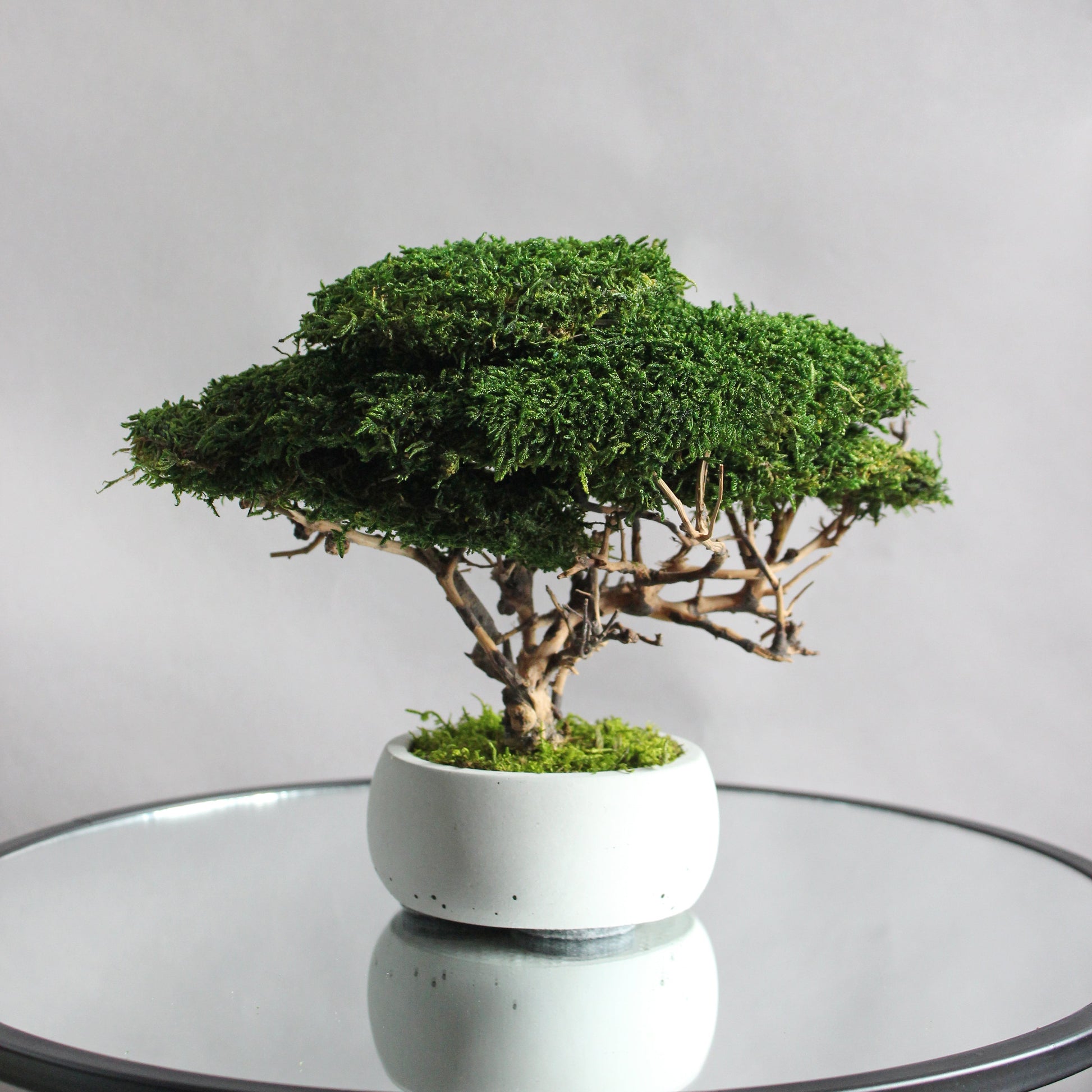 Small preserved moss bonsai in a decorative concrete pot, natural indoor greenery decor for shelves, desks and cozy interiors.