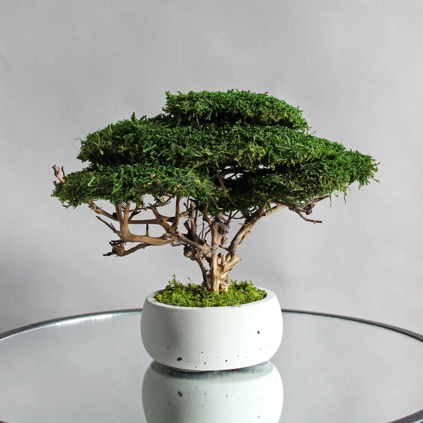 Small preserved moss bonsai in a decorative concrete pot, natural indoor greenery decor for shelves, desks and cozy interiors.