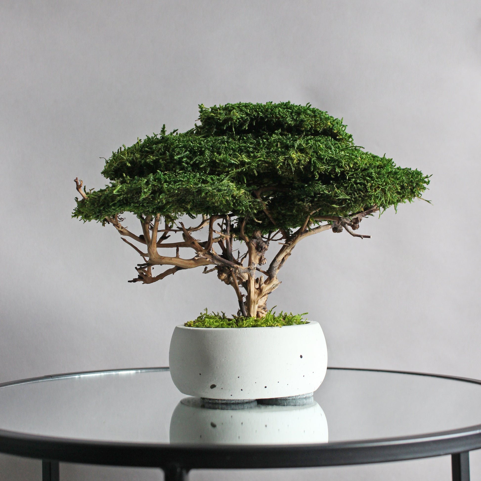 Small preserved moss bonsai in a decorative concrete pot, natural indoor greenery decor for shelves, desks and cozy interiors.