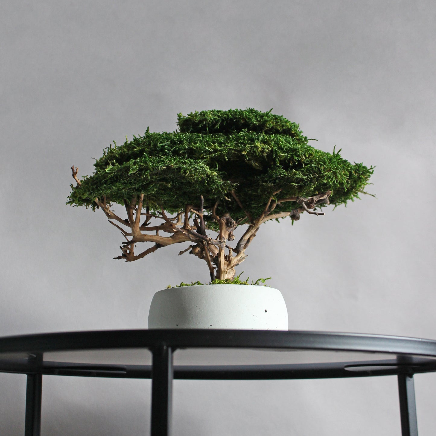 Small preserved moss bonsai in a decorative concrete pot, natural indoor greenery decor for shelves, desks and cozy interiors.