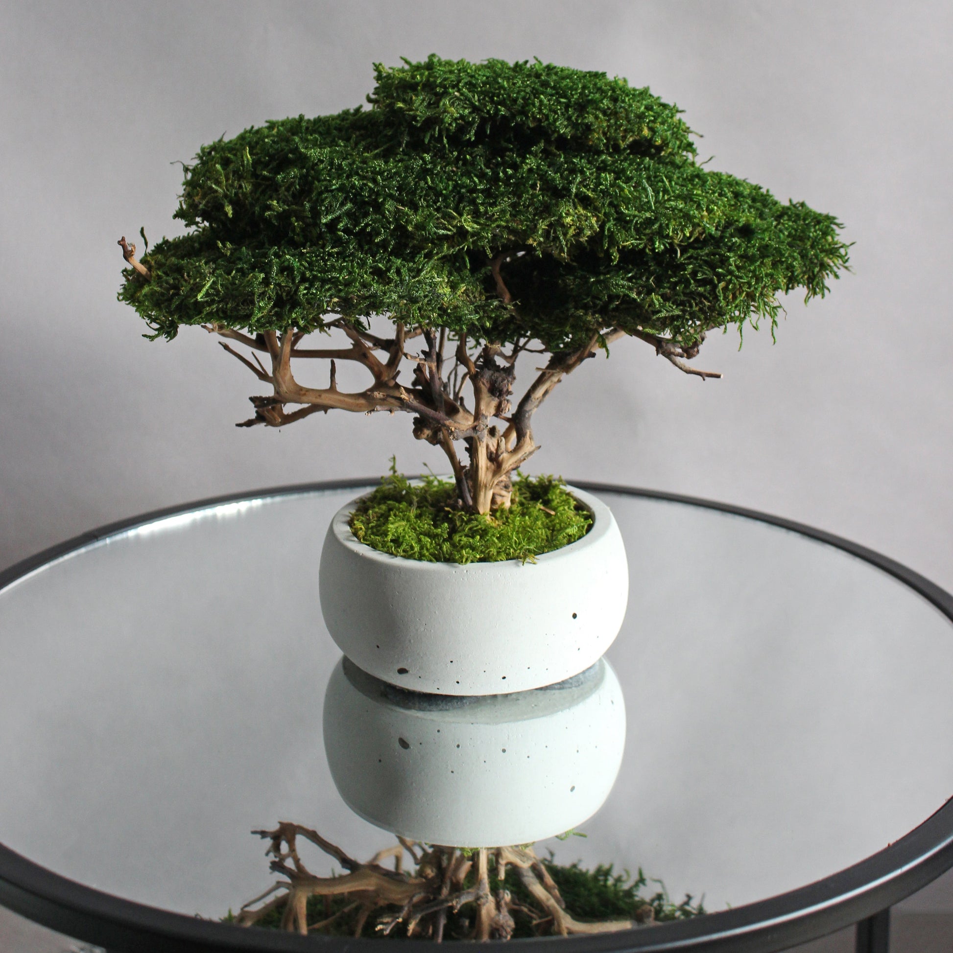 Small preserved moss bonsai in a decorative concrete pot, natural indoor greenery decor for shelves, desks and cozy interiors.