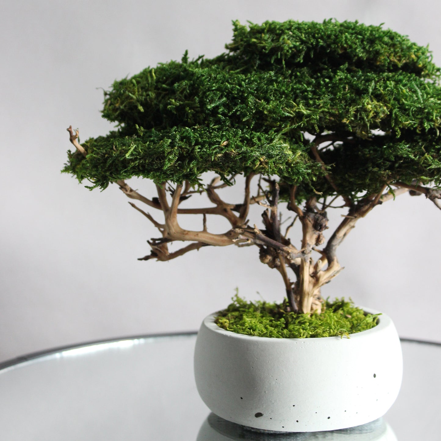 Small preserved moss bonsai in a decorative concrete pot, natural indoor greenery decor for shelves, desks and cozy interiors.