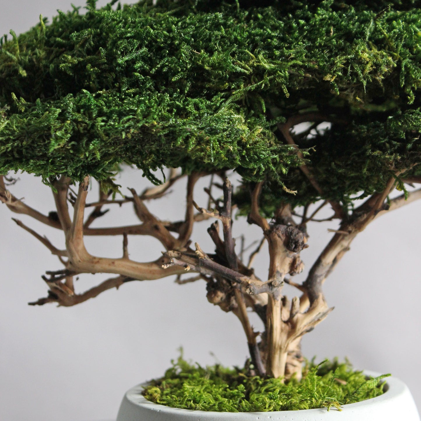 Small preserved moss bonsai in a decorative concrete pot, natural indoor greenery decor for shelves, desks and cozy interiors.