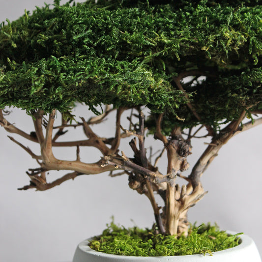 Small preserved moss bonsai in a decorative concrete pot, natural indoor greenery decor for shelves, desks and cozy interiors.